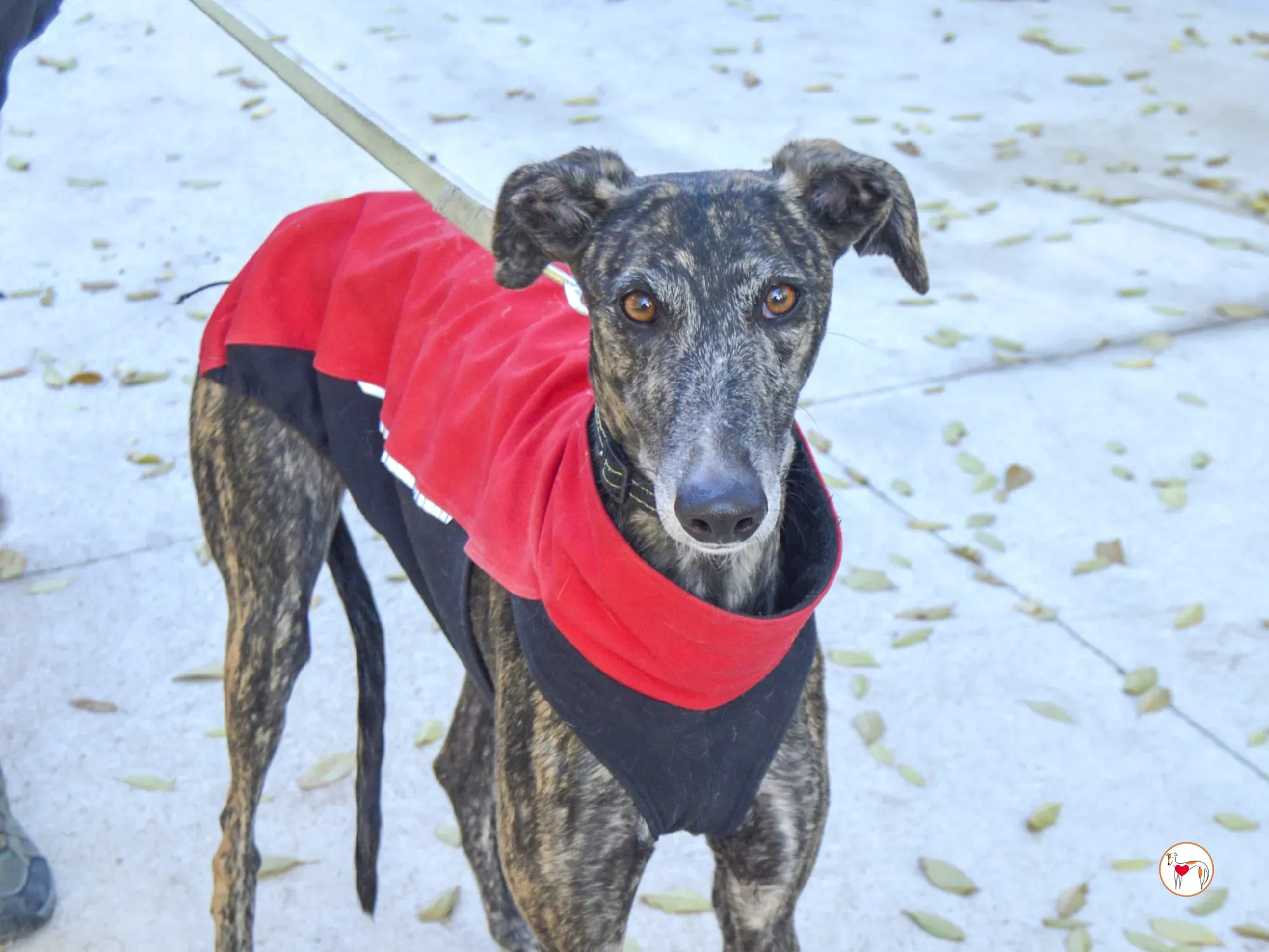 zube galgo adozione 4