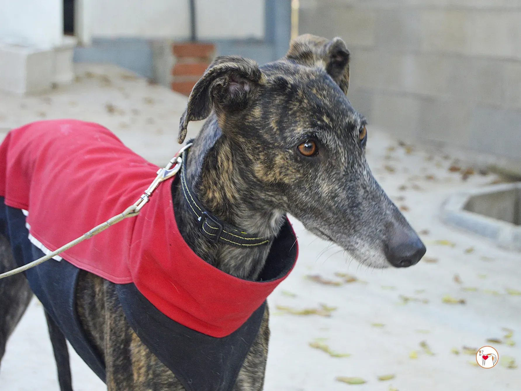 zube galgo adozione 5