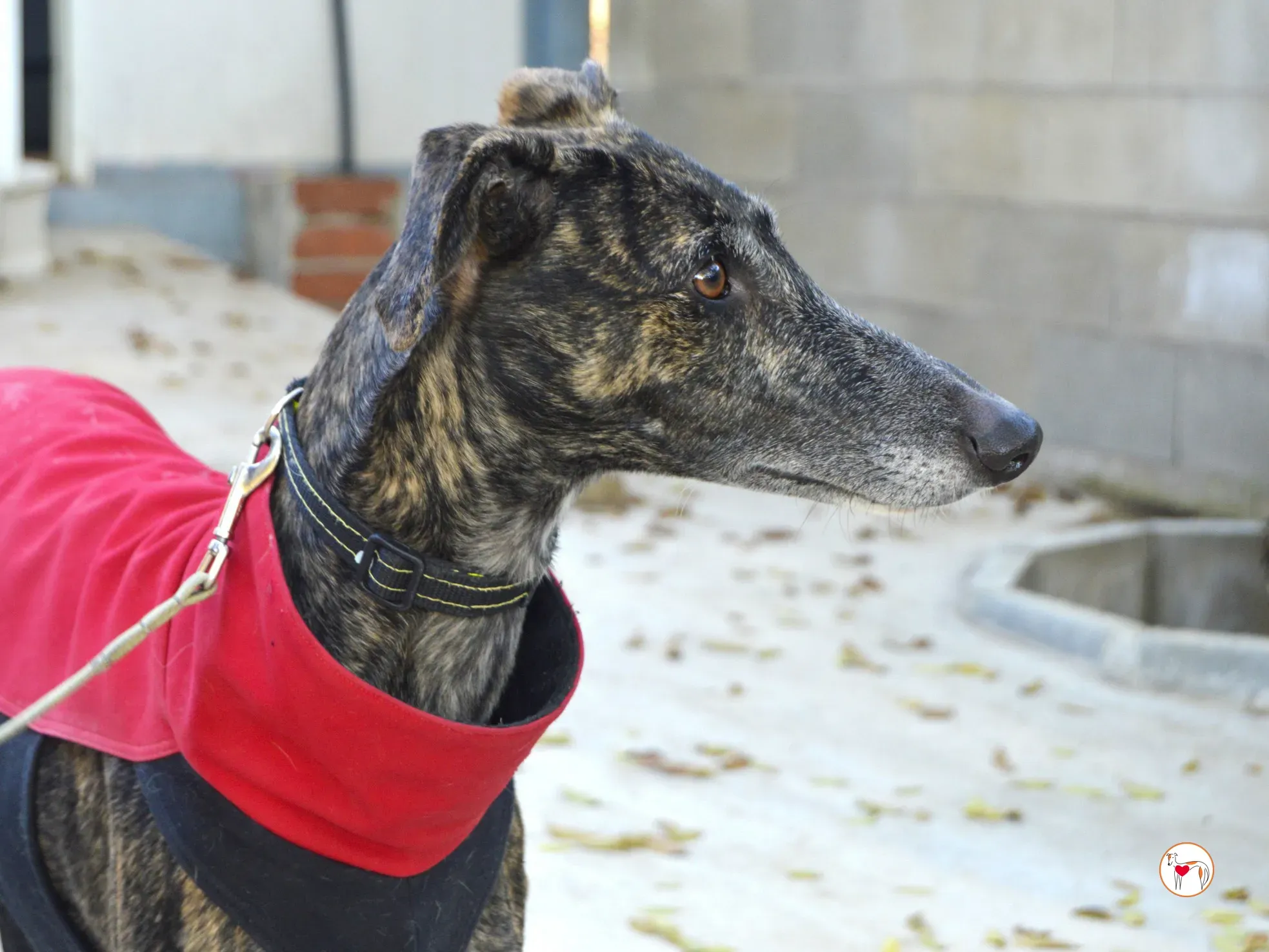 zube galgo adozione 6
