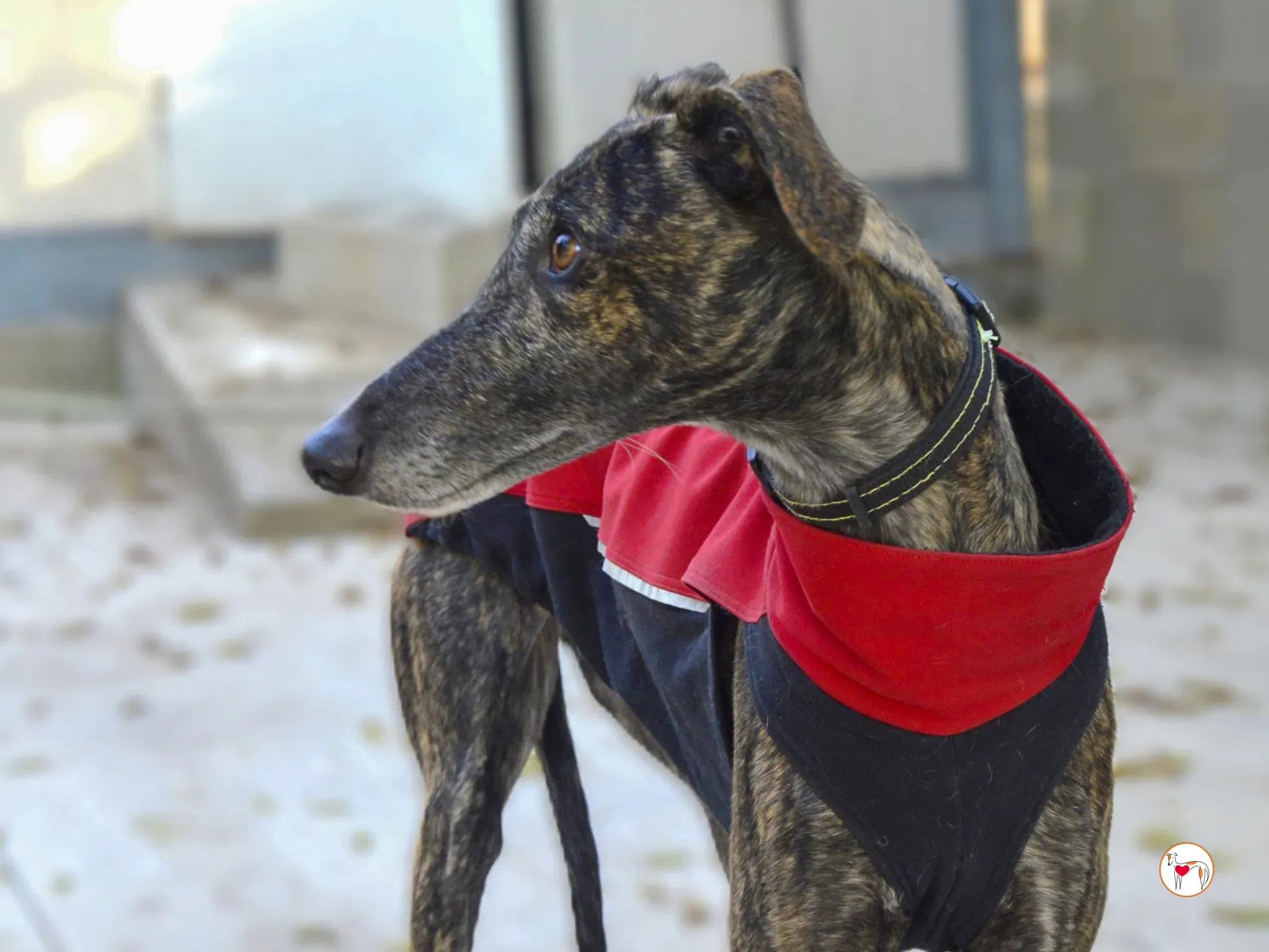 zube galgo adozione 7