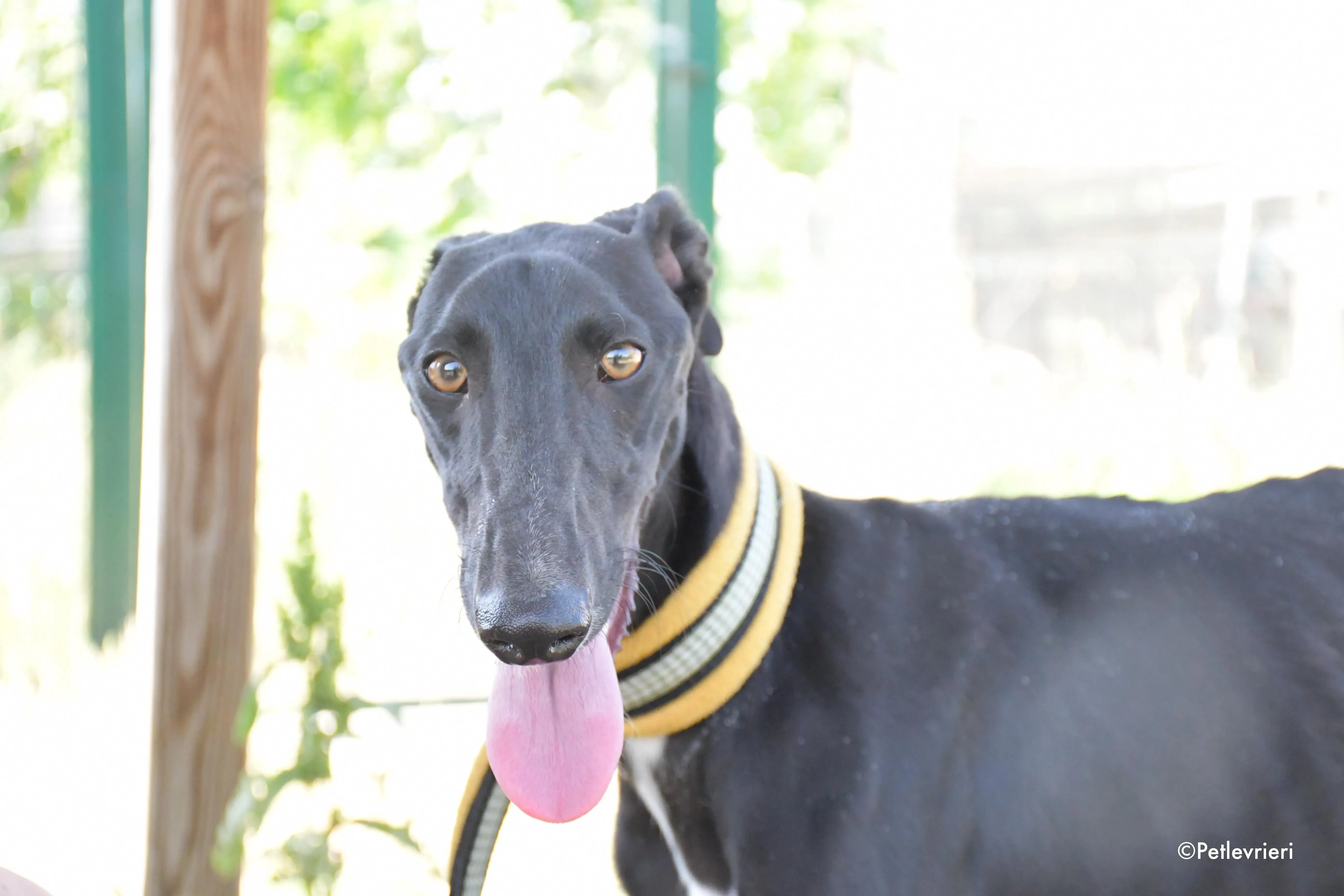 zulema adozione levrieri galgo 1