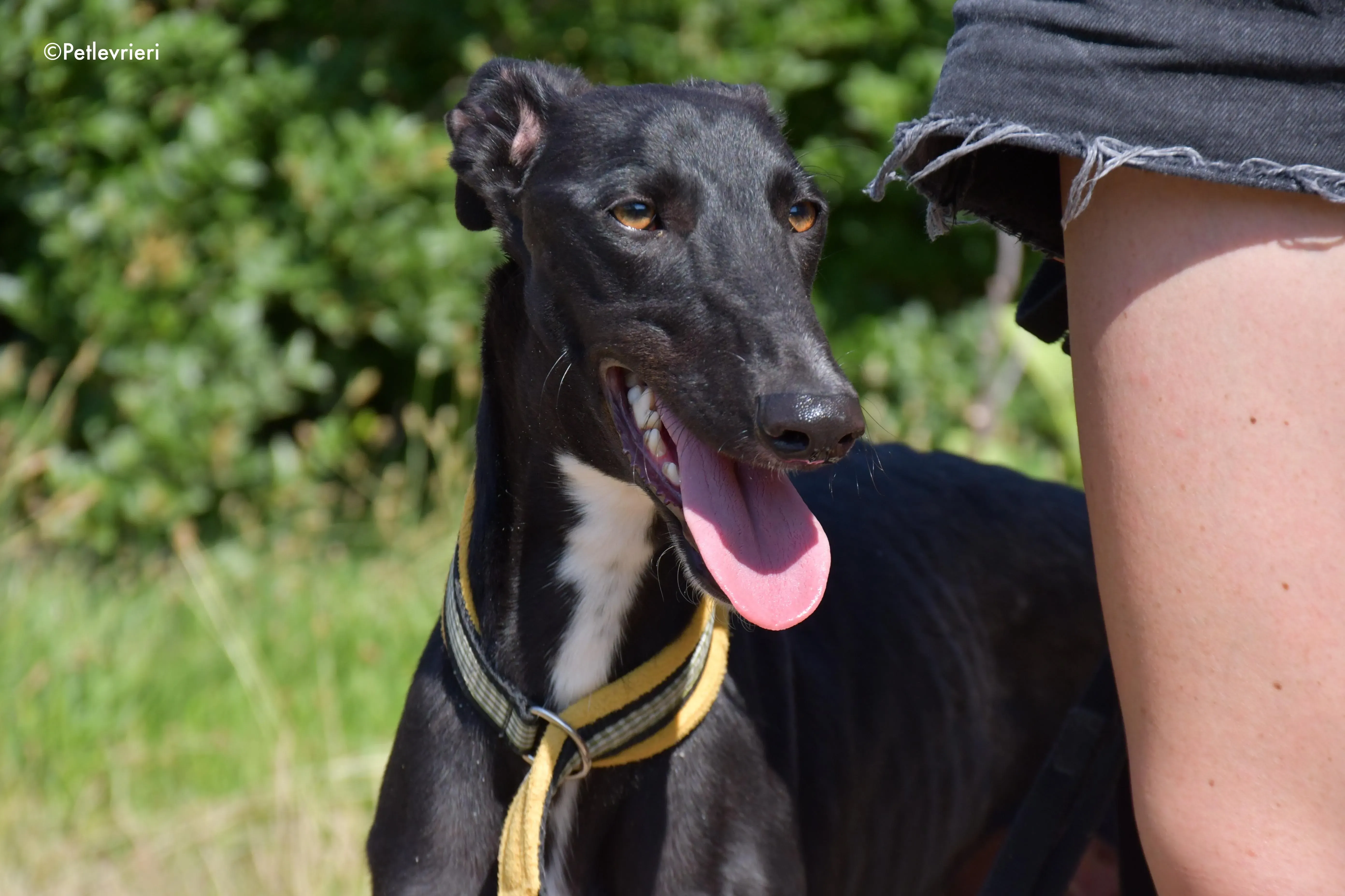 zulema adozione levrieri galgo 10