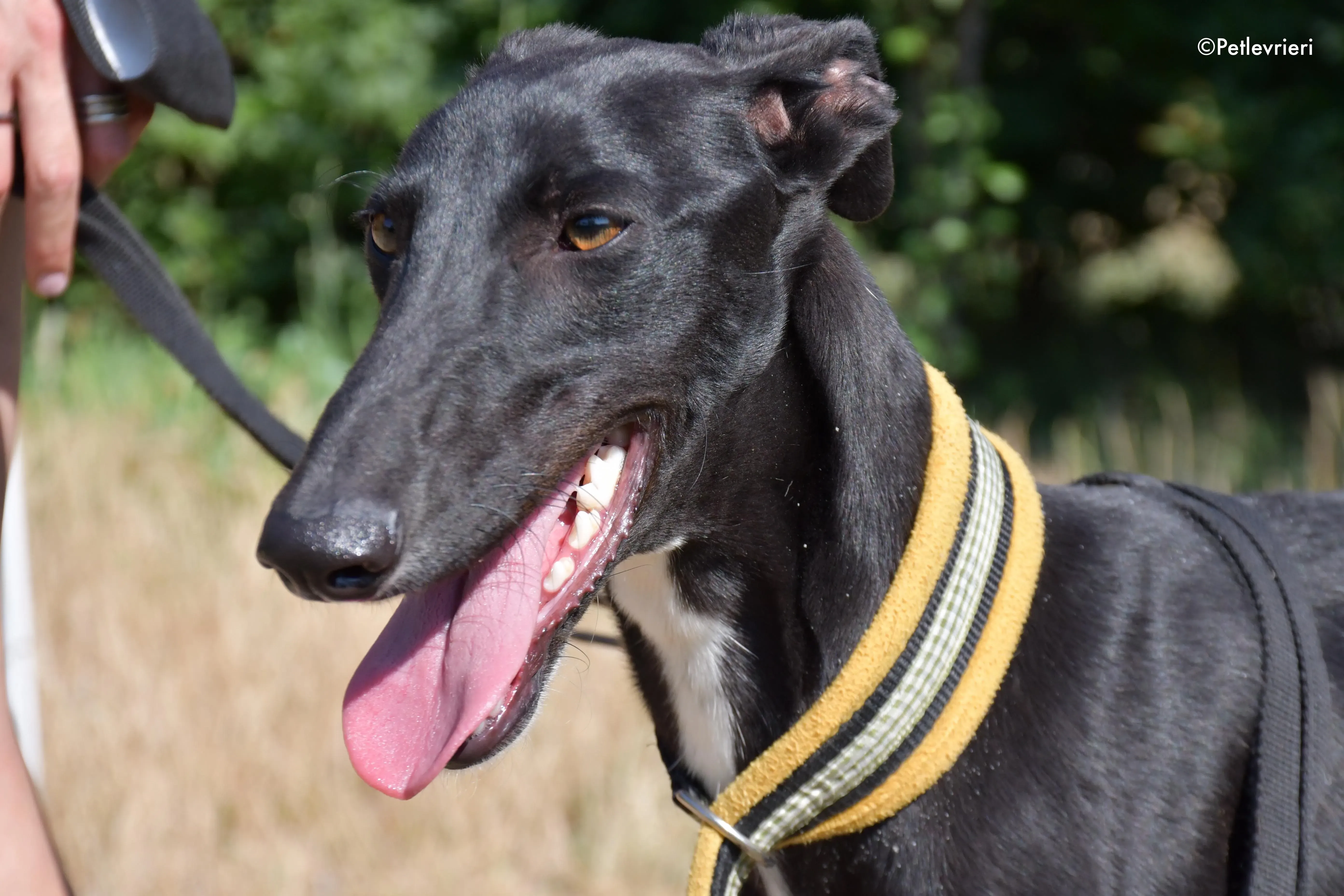 zulema adozione levrieri galgo 11