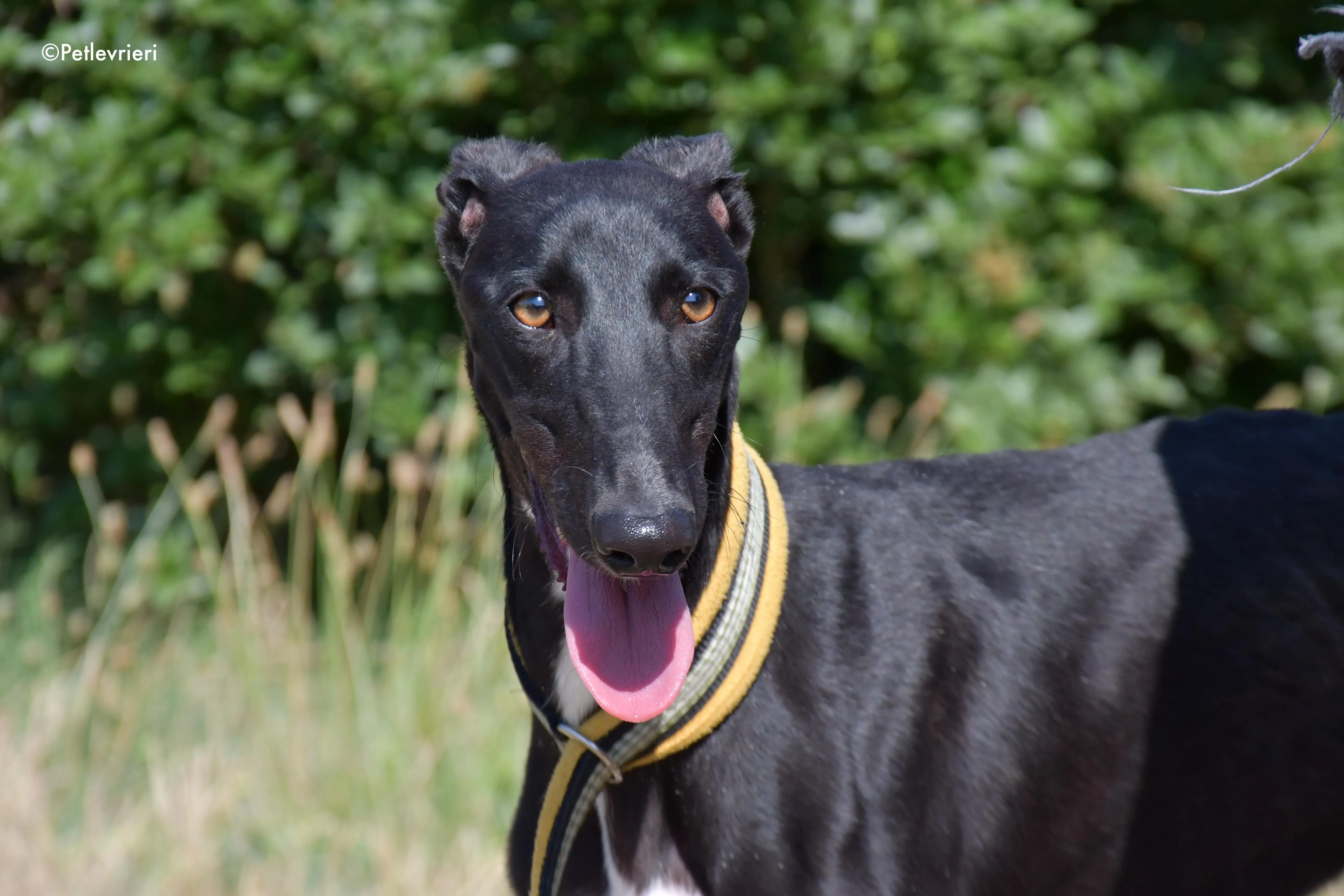 zulema adozione levrieri galgo 12