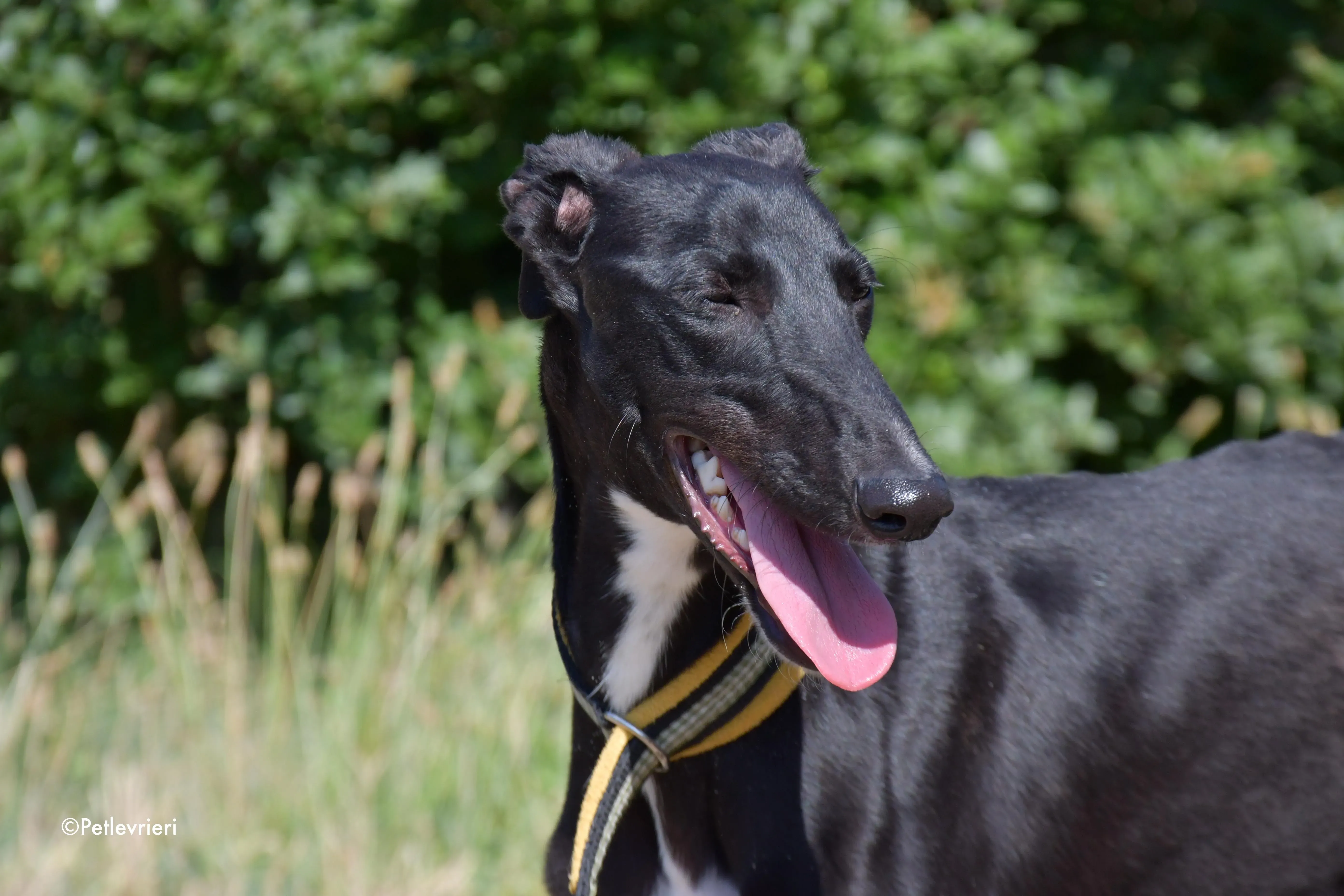 zulema adozione levrieri galgo 13