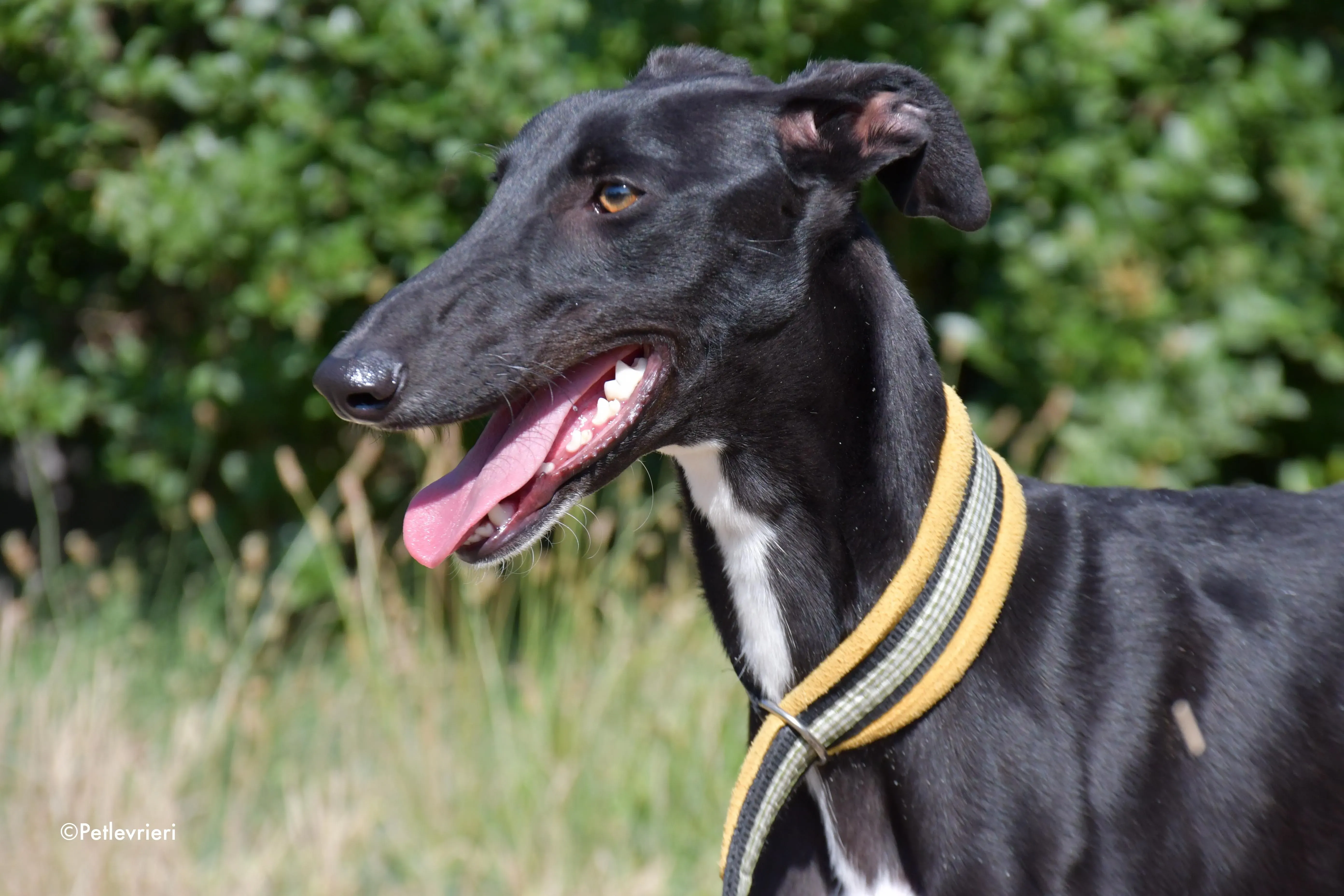 zulema adozione levrieri galgo 14