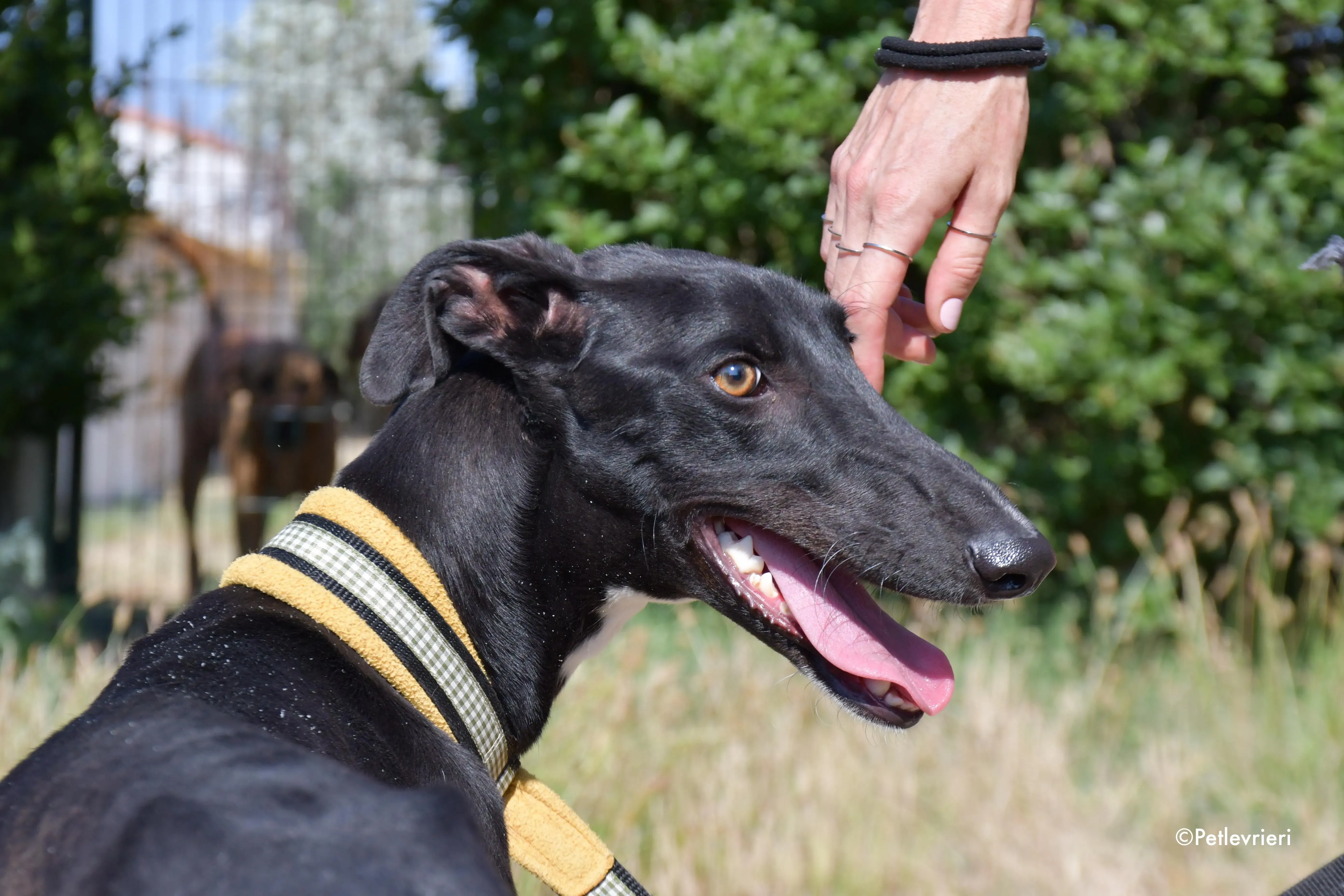 zulema adozione levrieri galgo 15