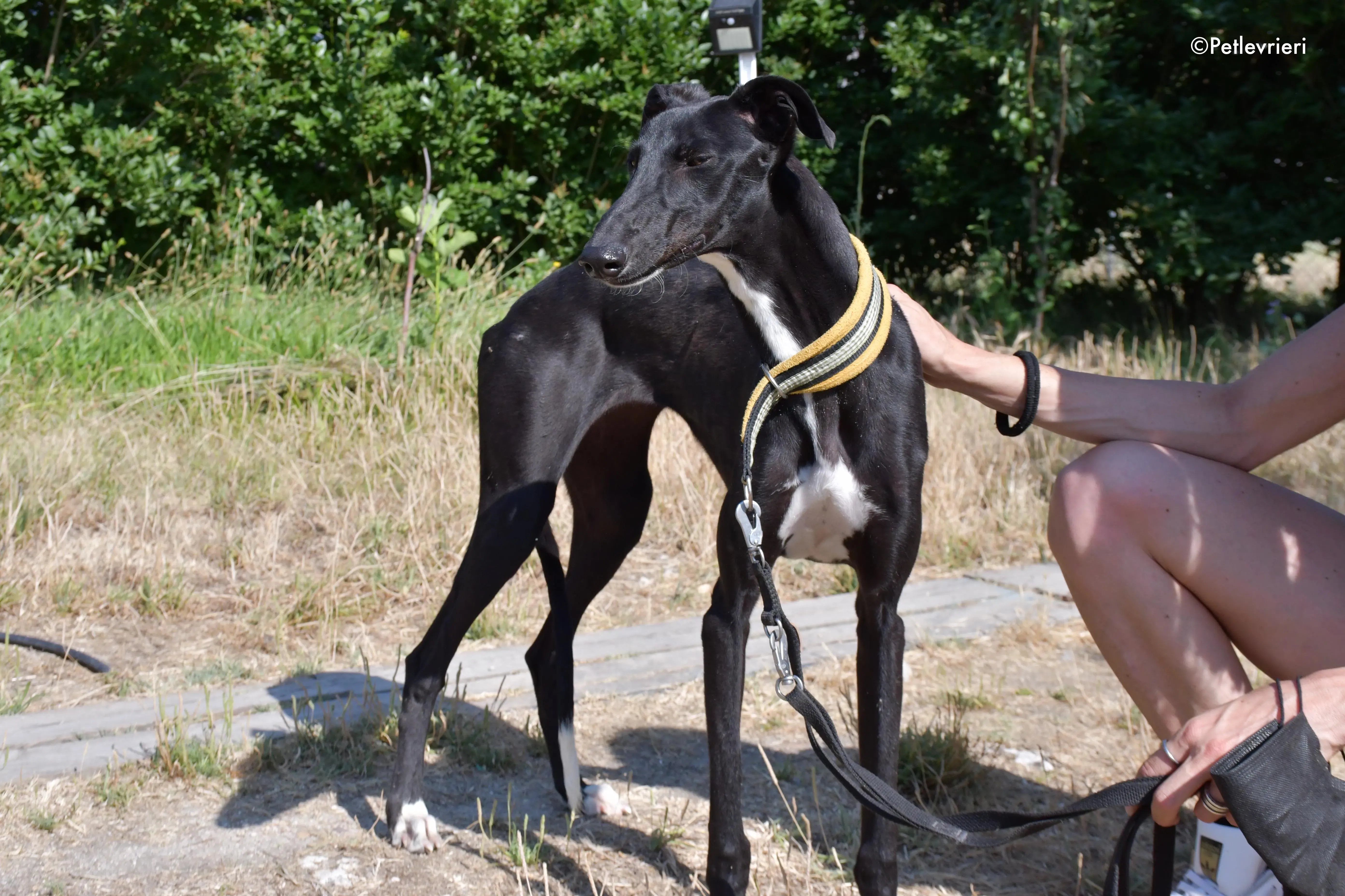 zulema adozione levrieri galgo 16