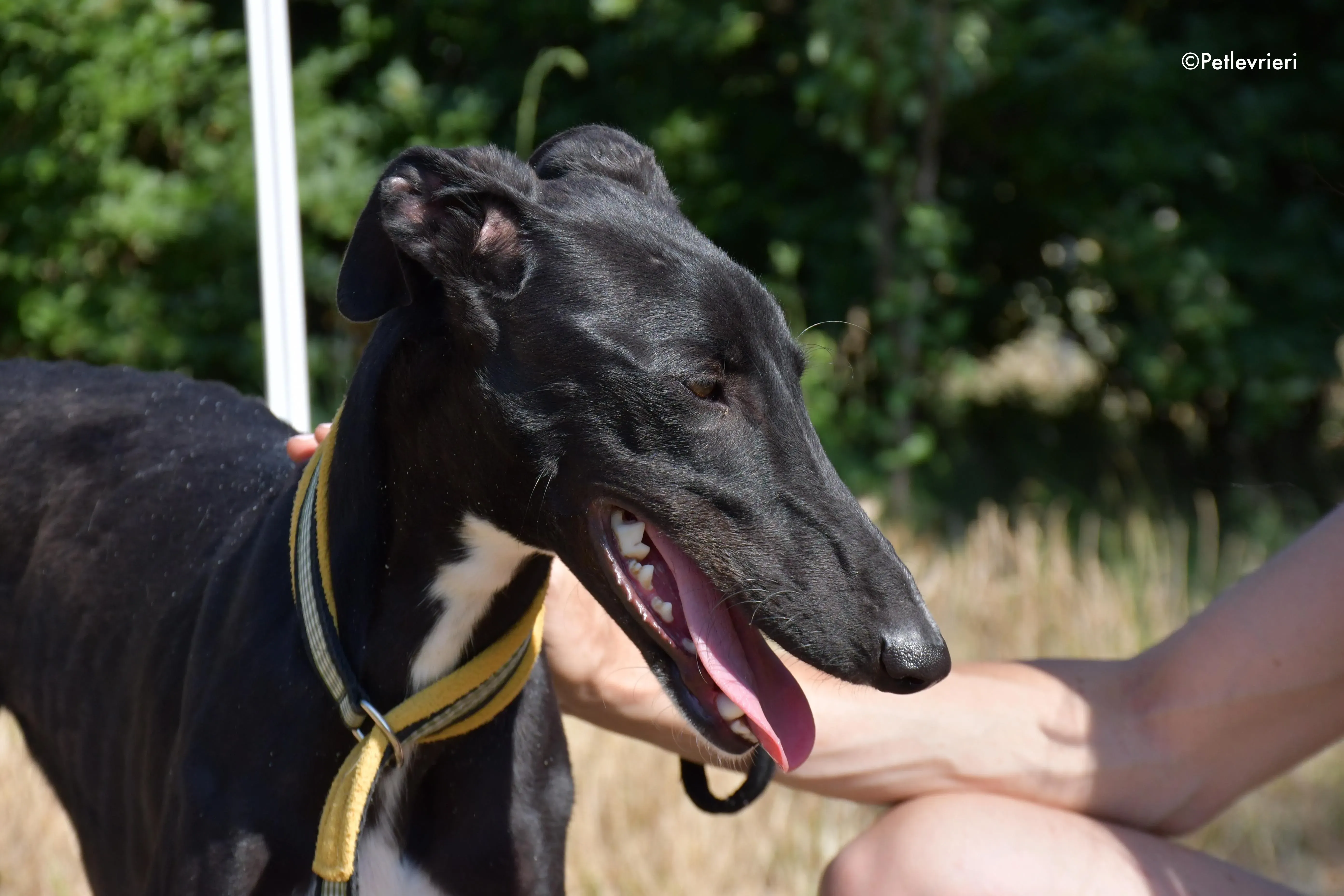 zulema adozione levrieri galgo 17