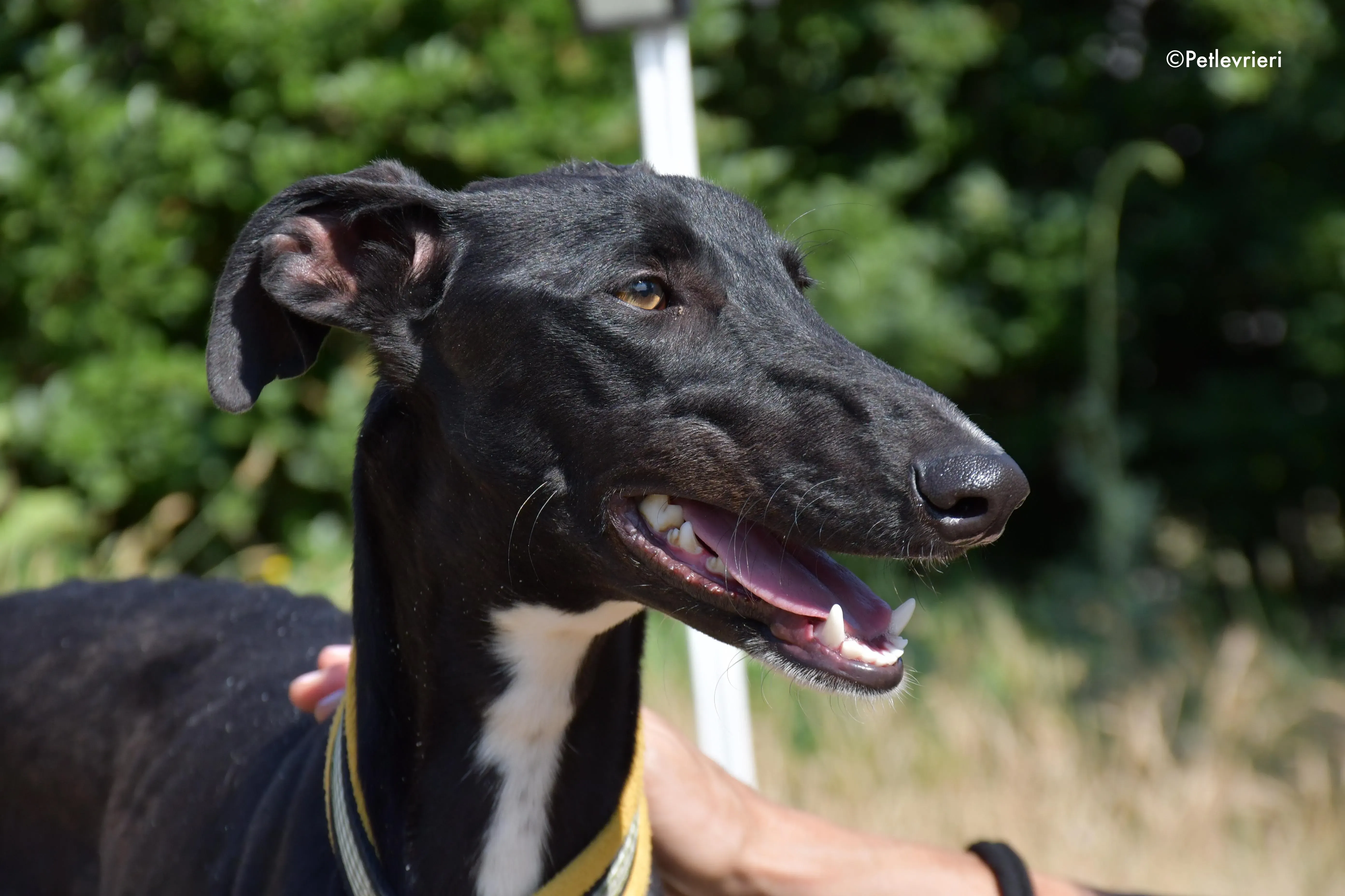 zulema adozione levrieri galgo 18