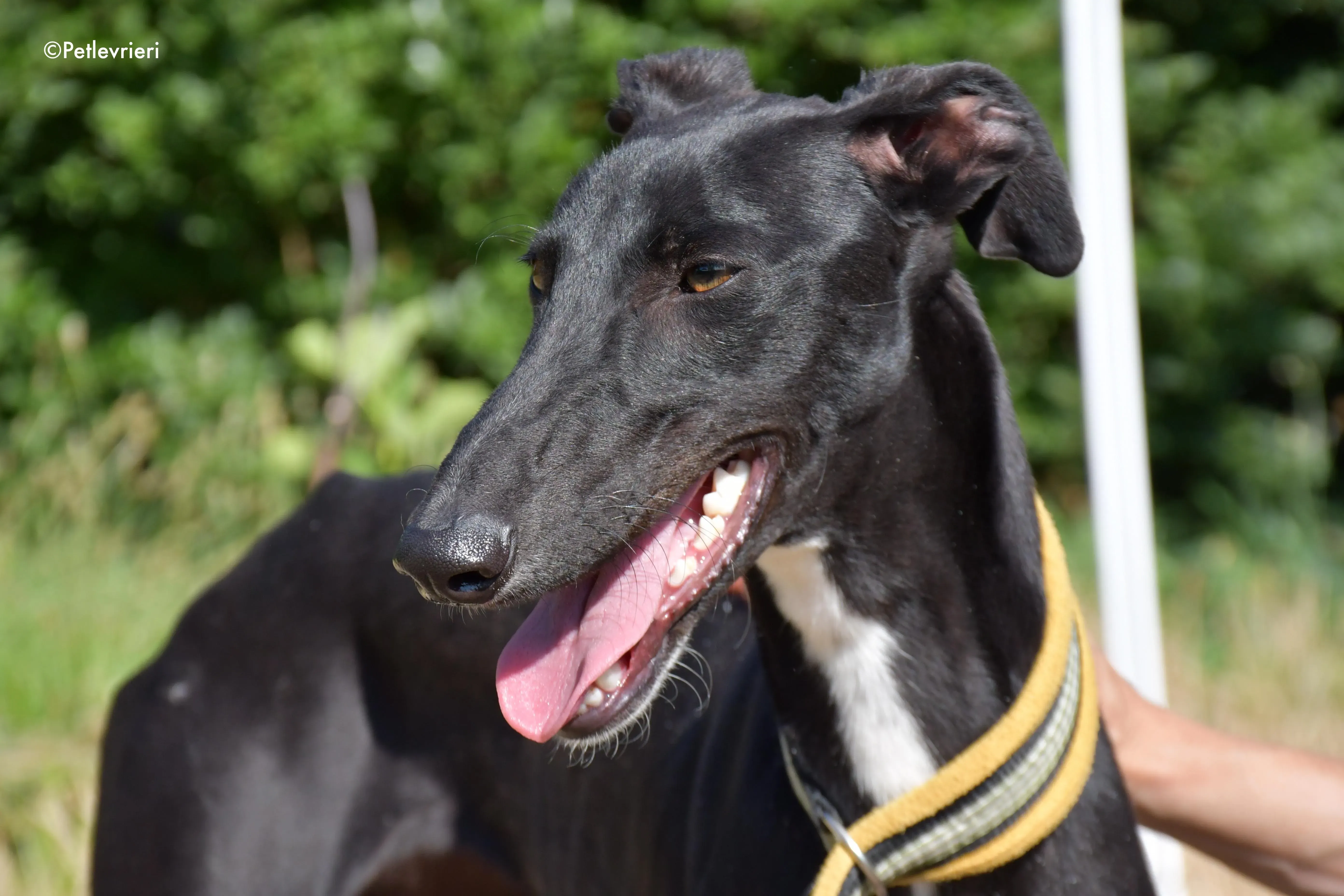 zulema adozione levrieri galgo 19