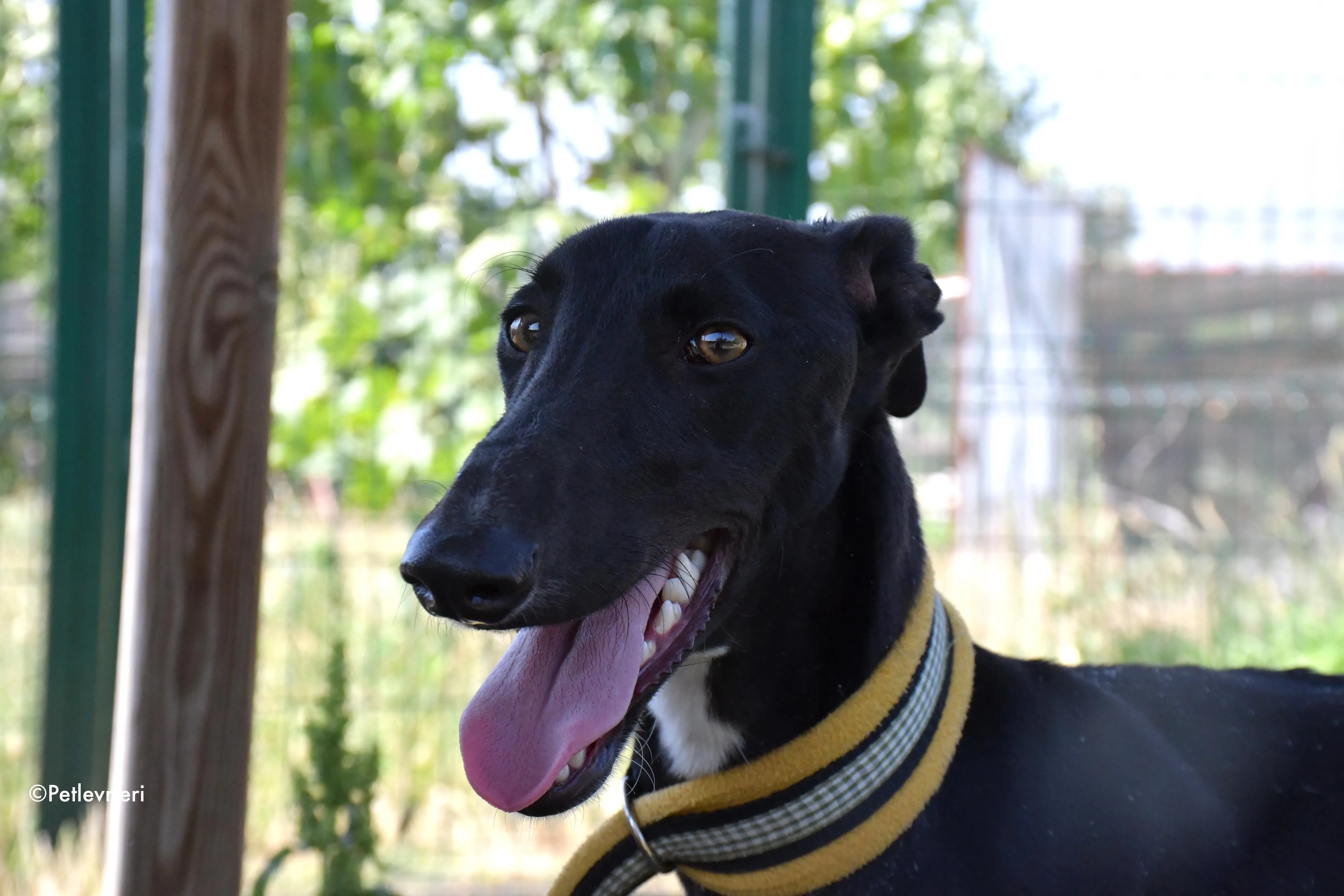 zulema adozione levrieri galgo 2