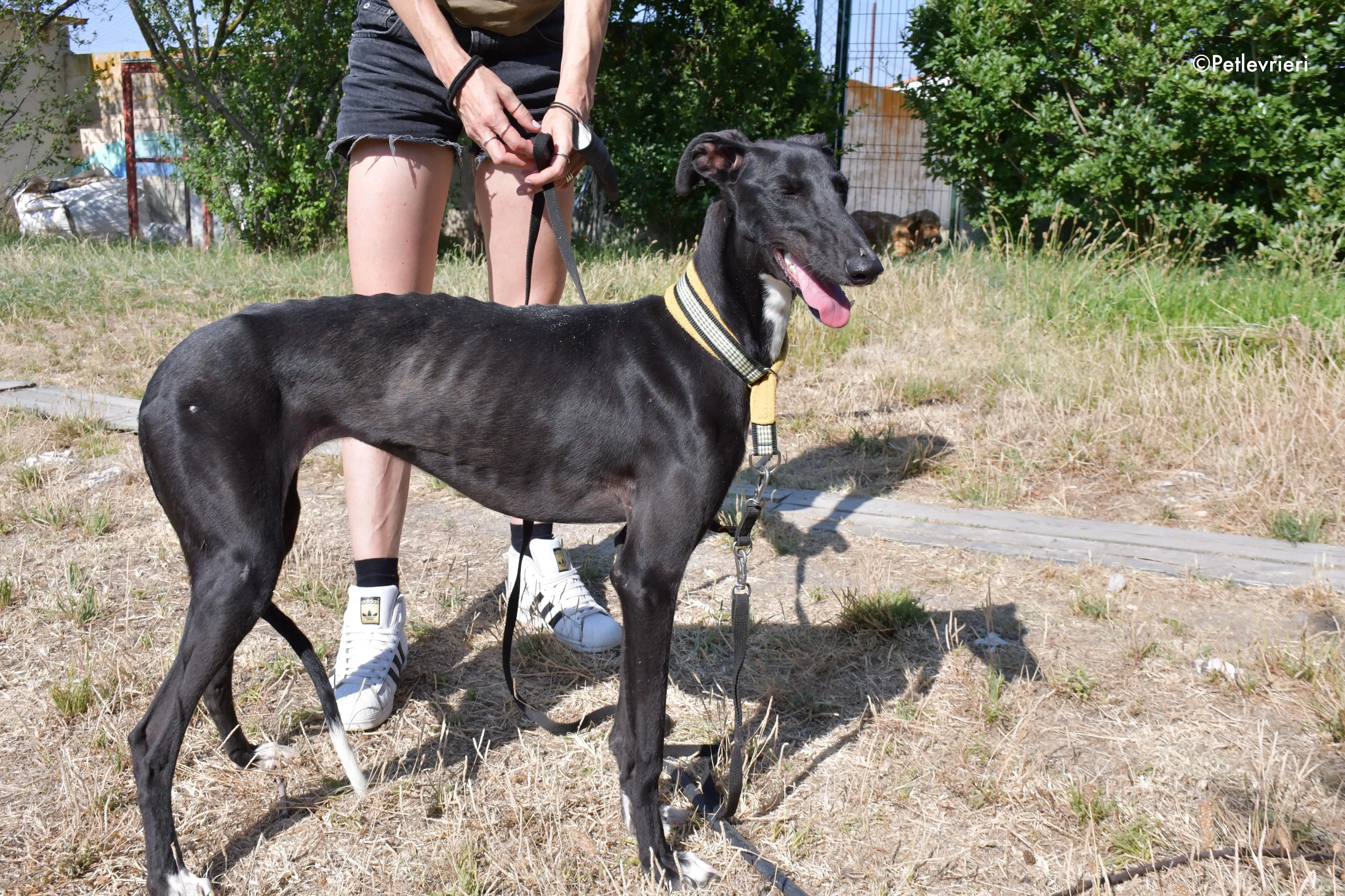 zulema adozione levrieri galgo 20