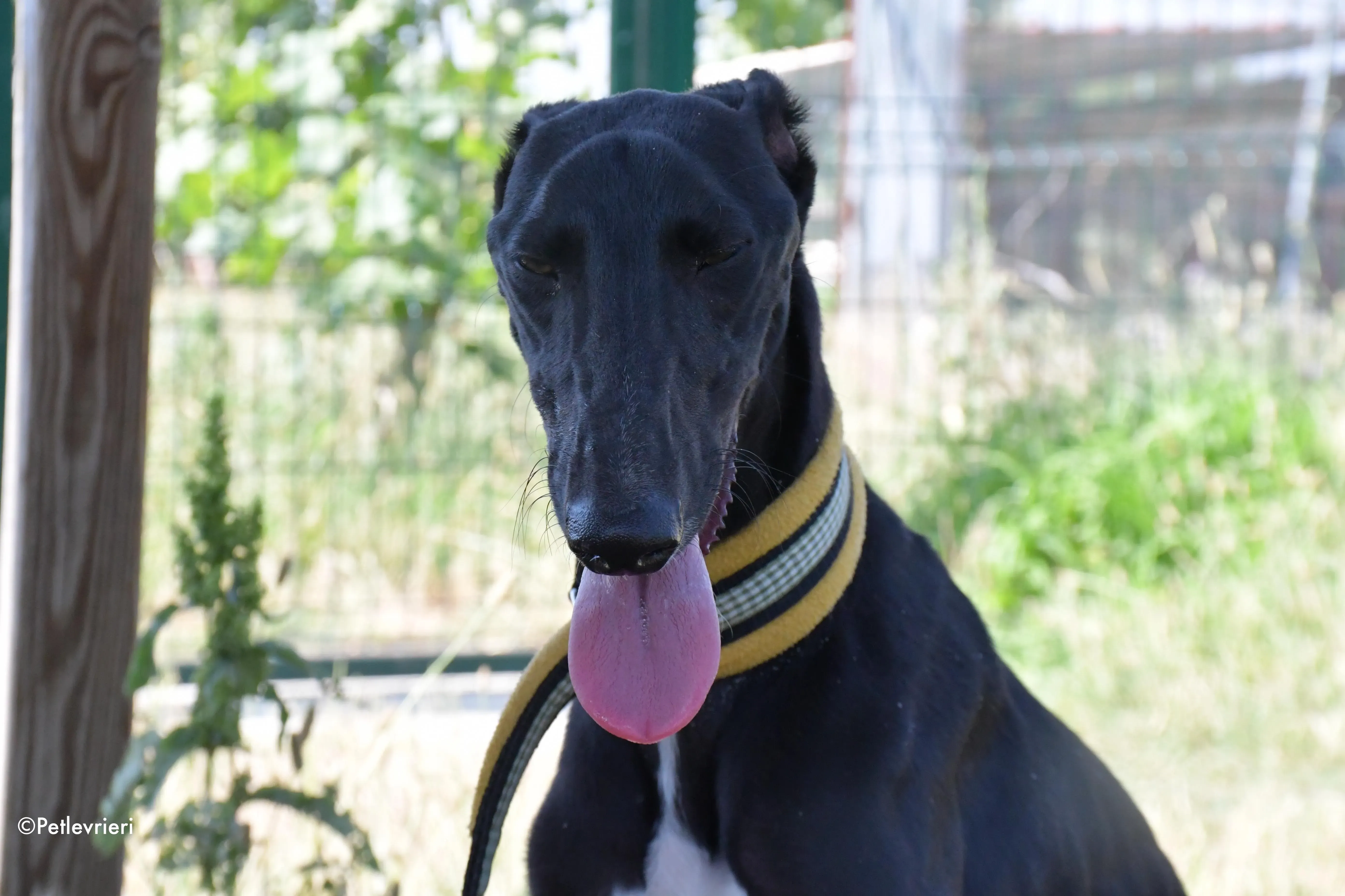 zulema adozione levrieri galgo 3