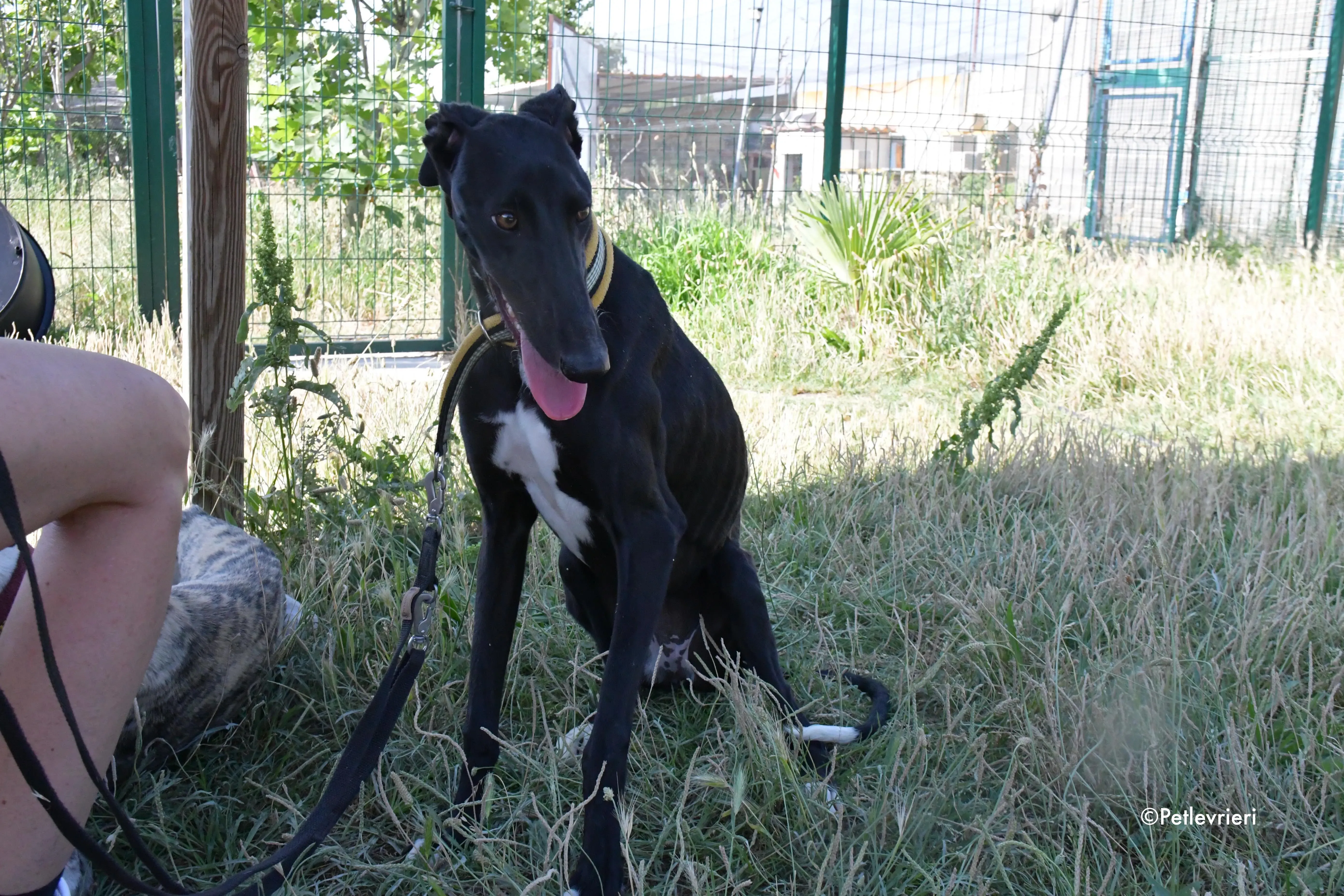 zulema adozione levrieri galgo 4