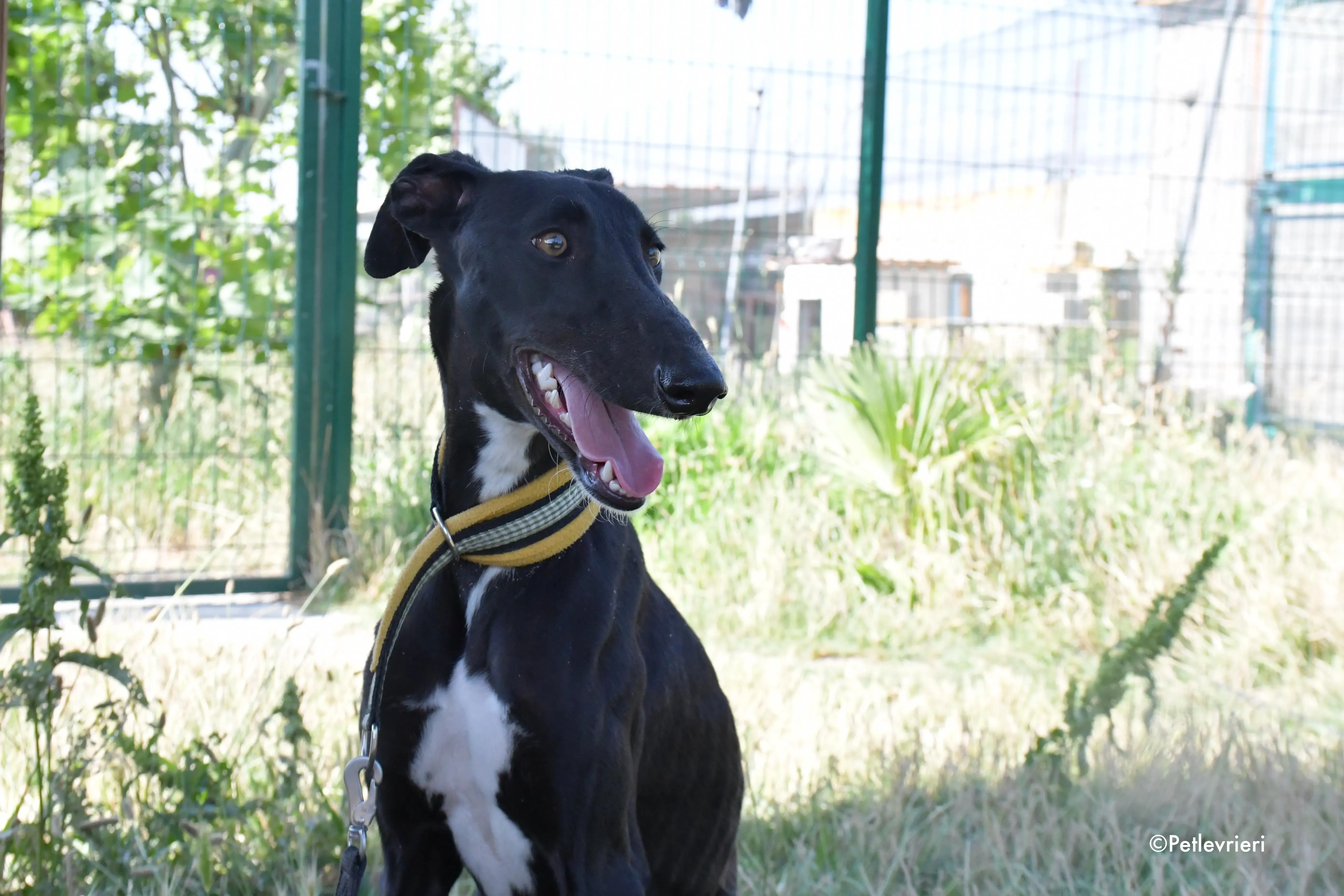 zulema adozione levrieri galgo 5