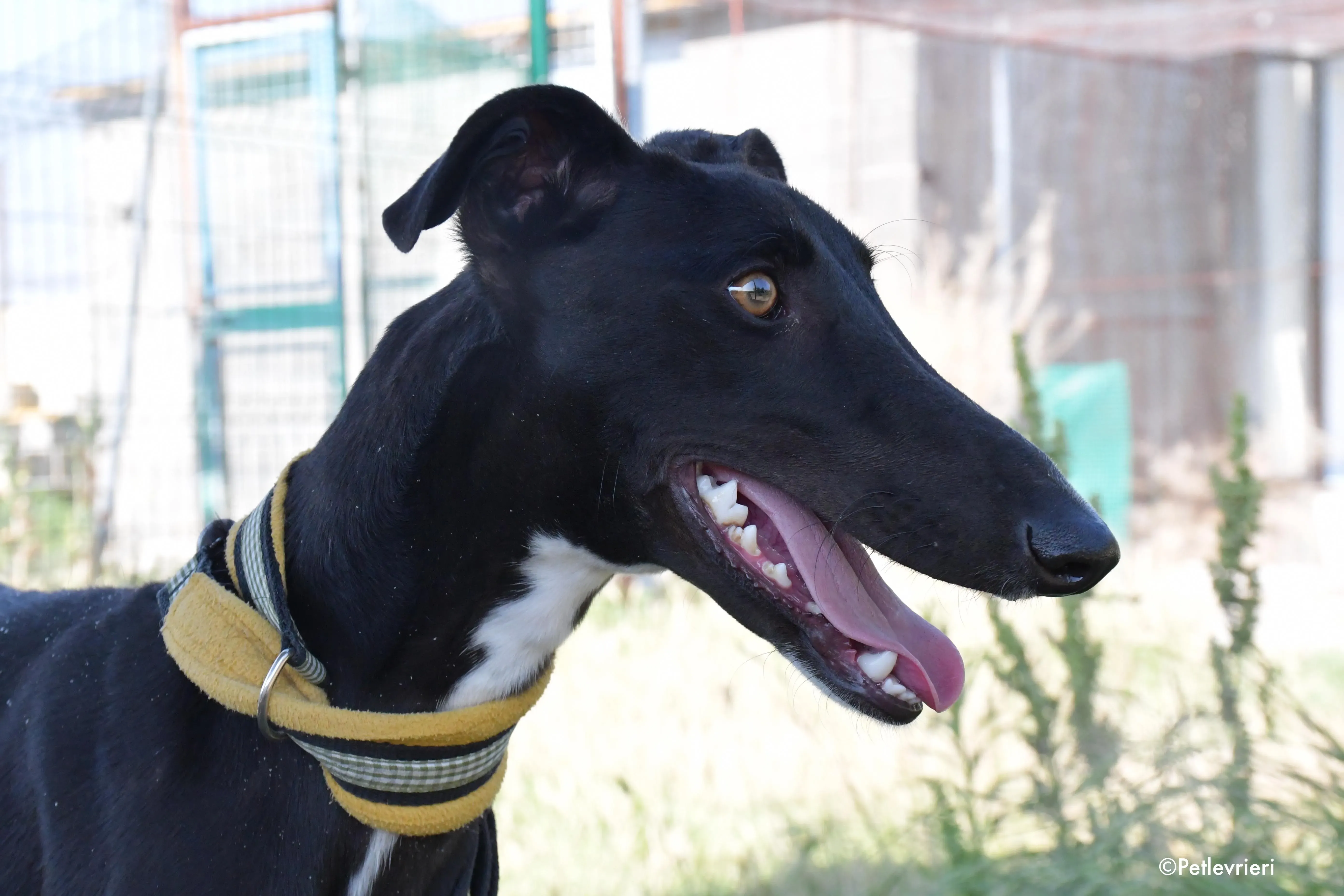 zulema adozione levrieri galgo 6 1