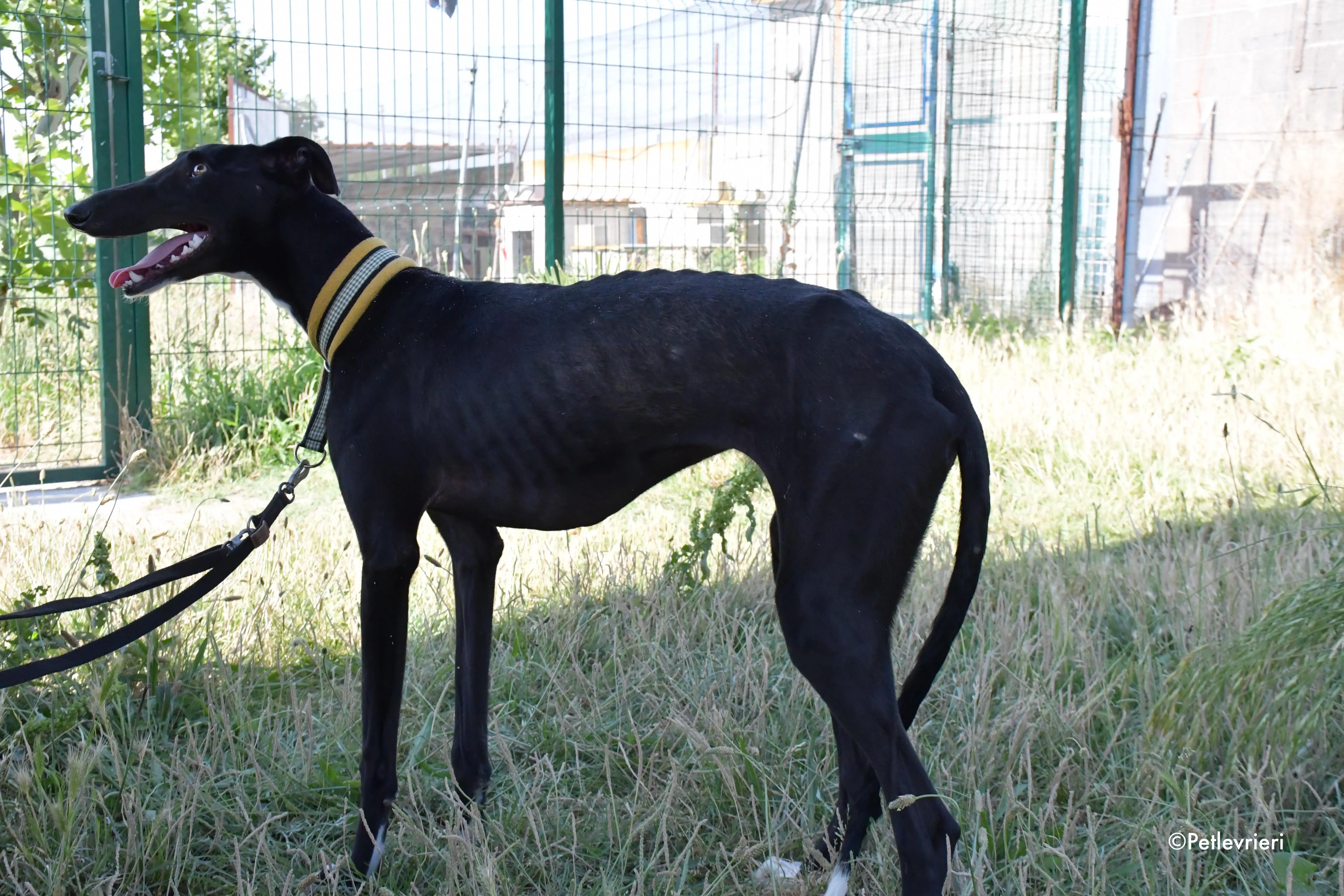 zulema adozione levrieri galgo 7
