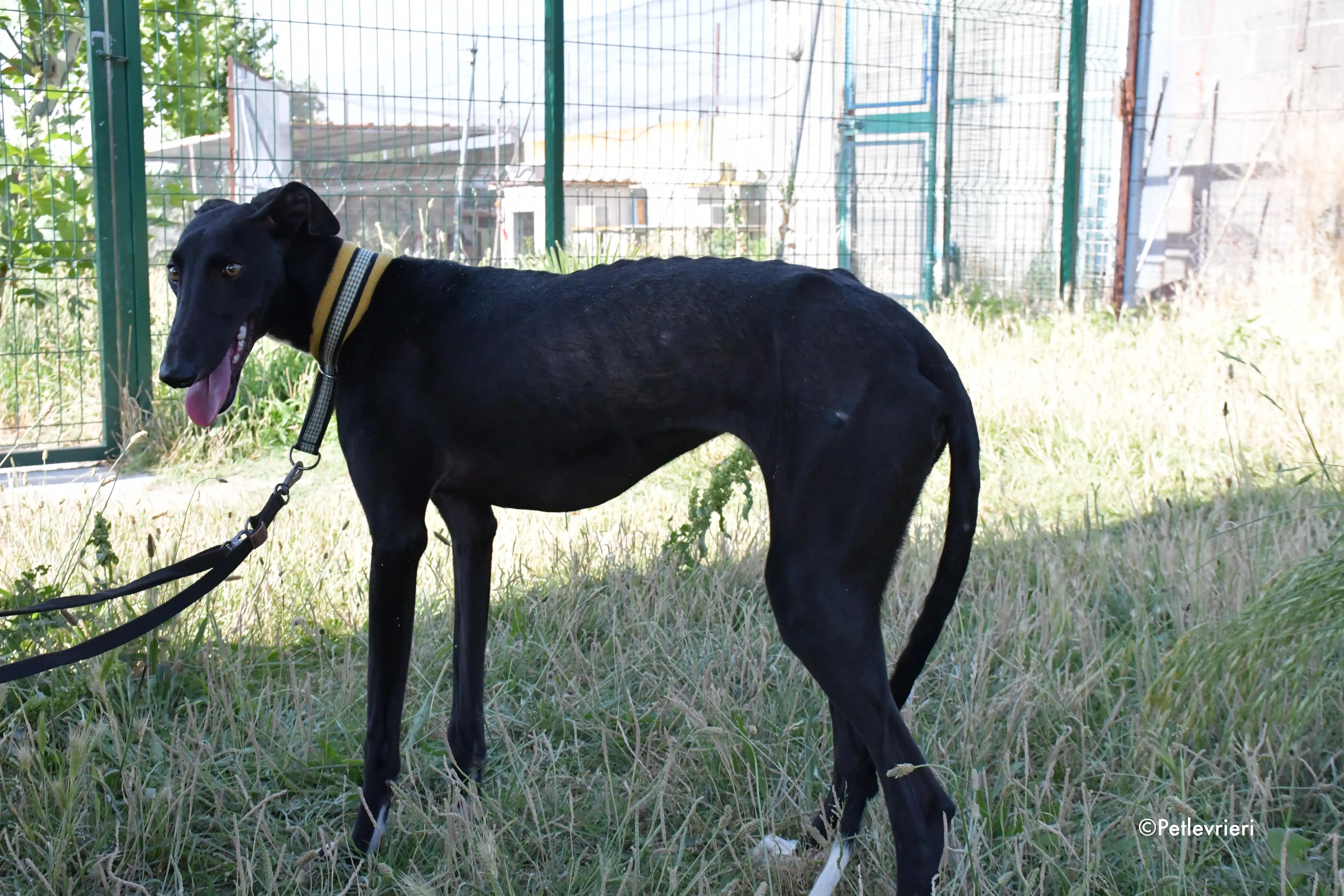 zulema adozione levrieri galgo 8