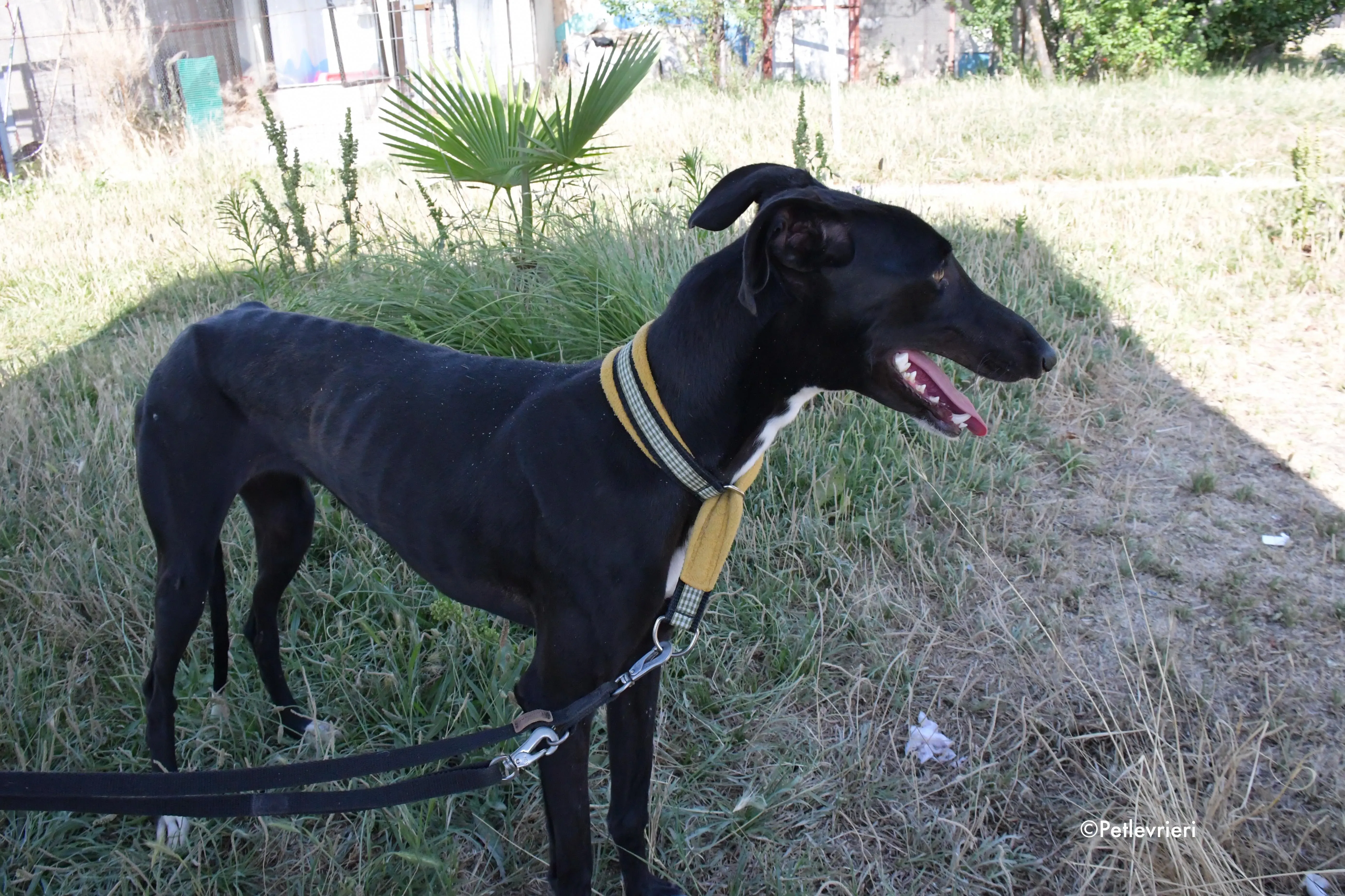 zulema adozione levrieri galgo 9