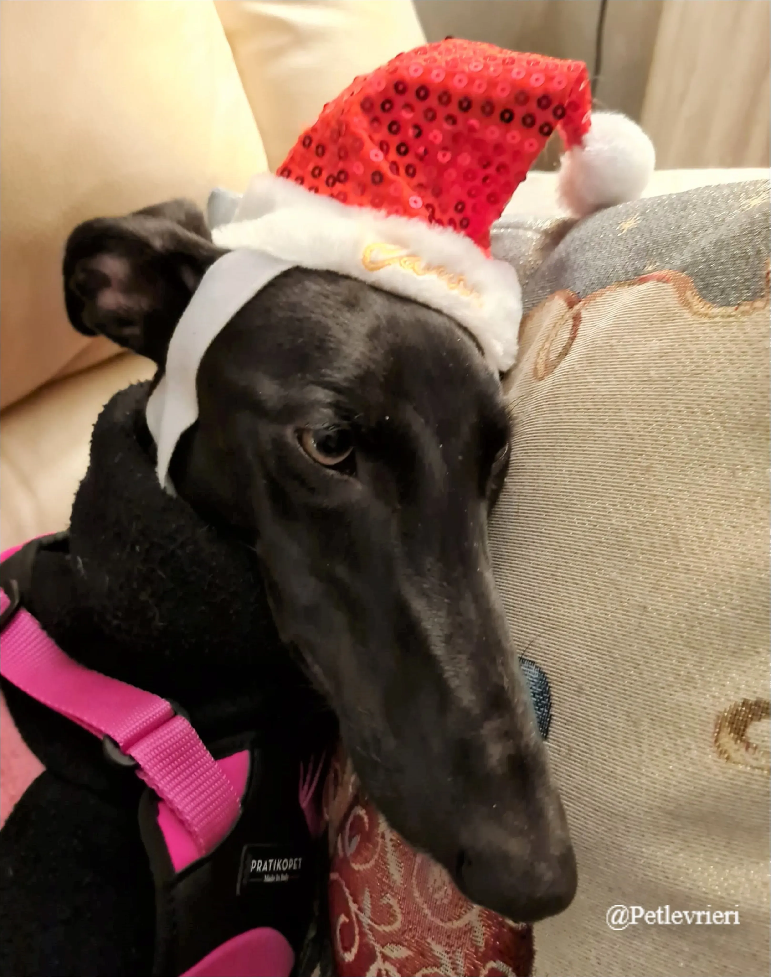 zulema pet levrieri natale 2021