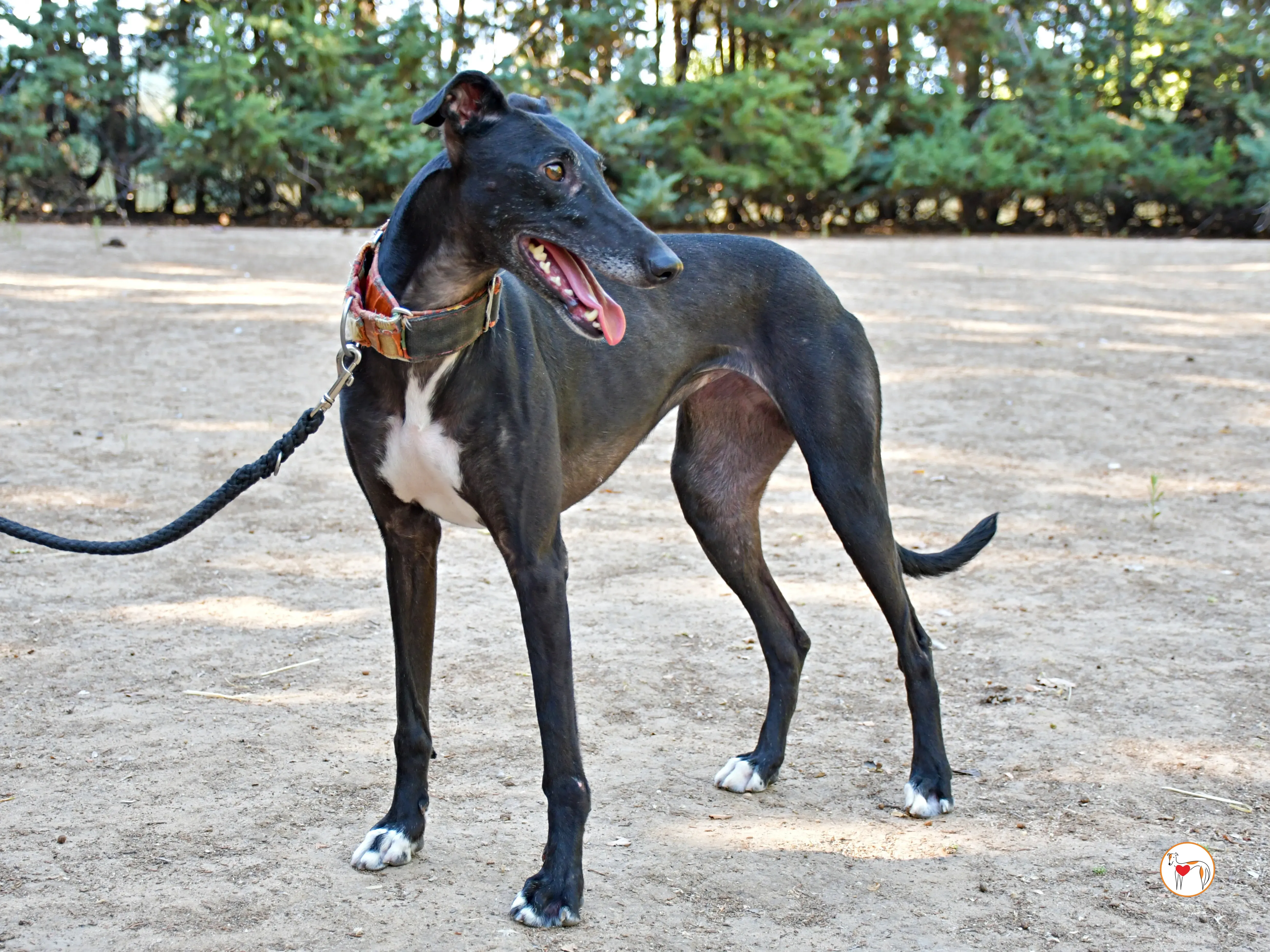 zumba galgo adozione 01