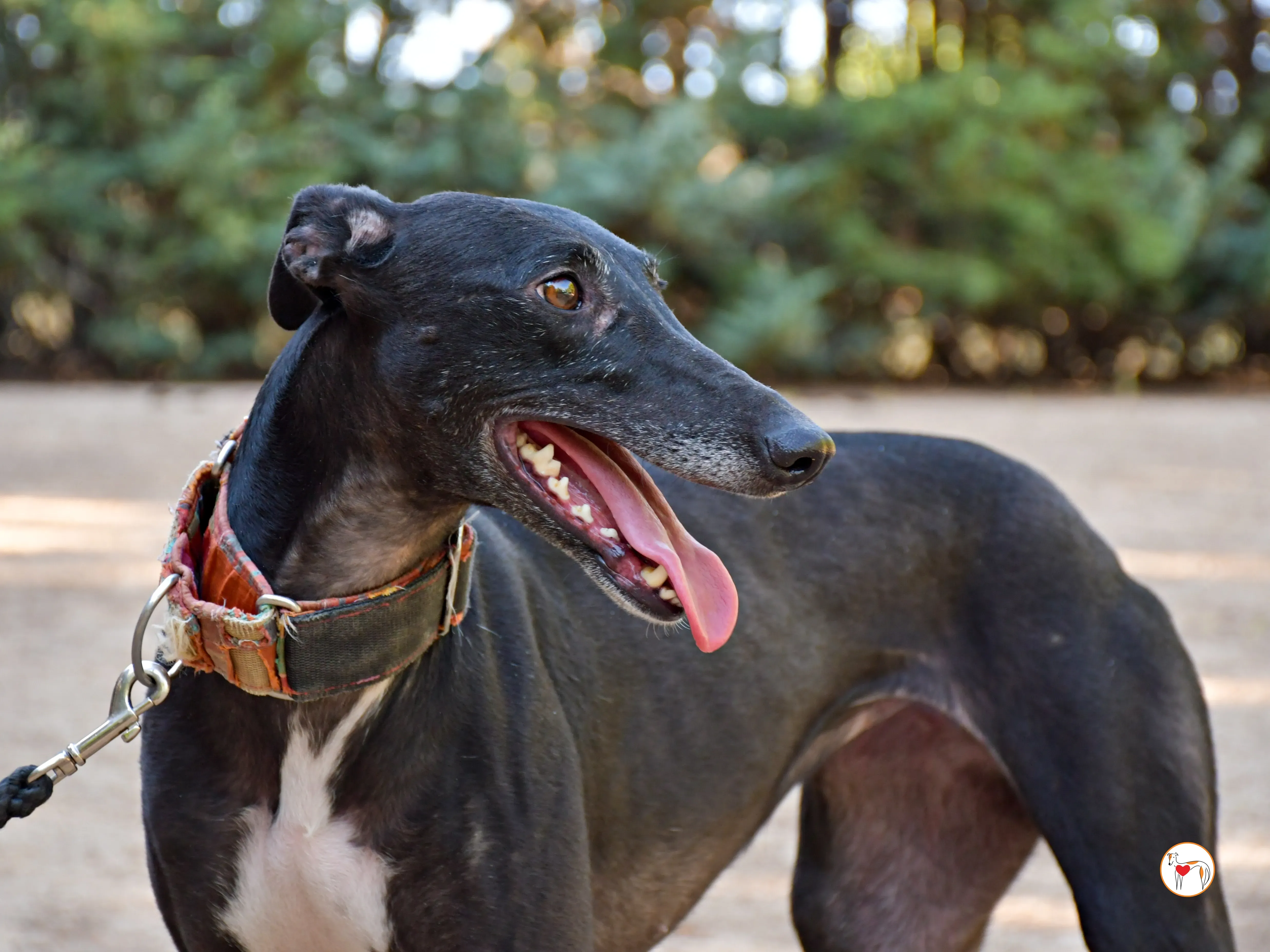 zumba galgo adozione 02