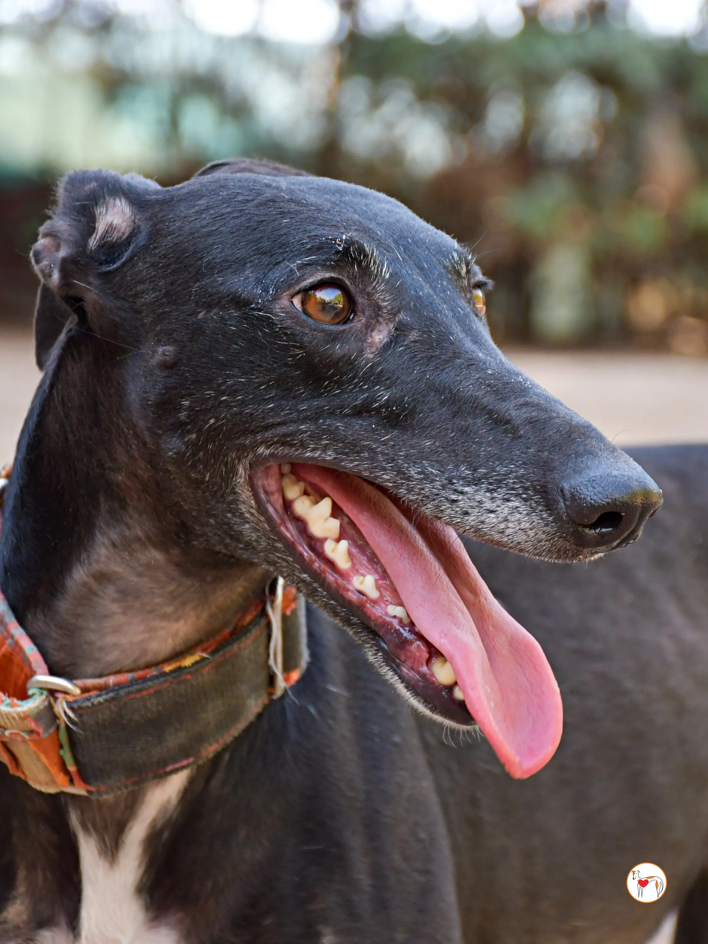 zumba galgo adozione 03