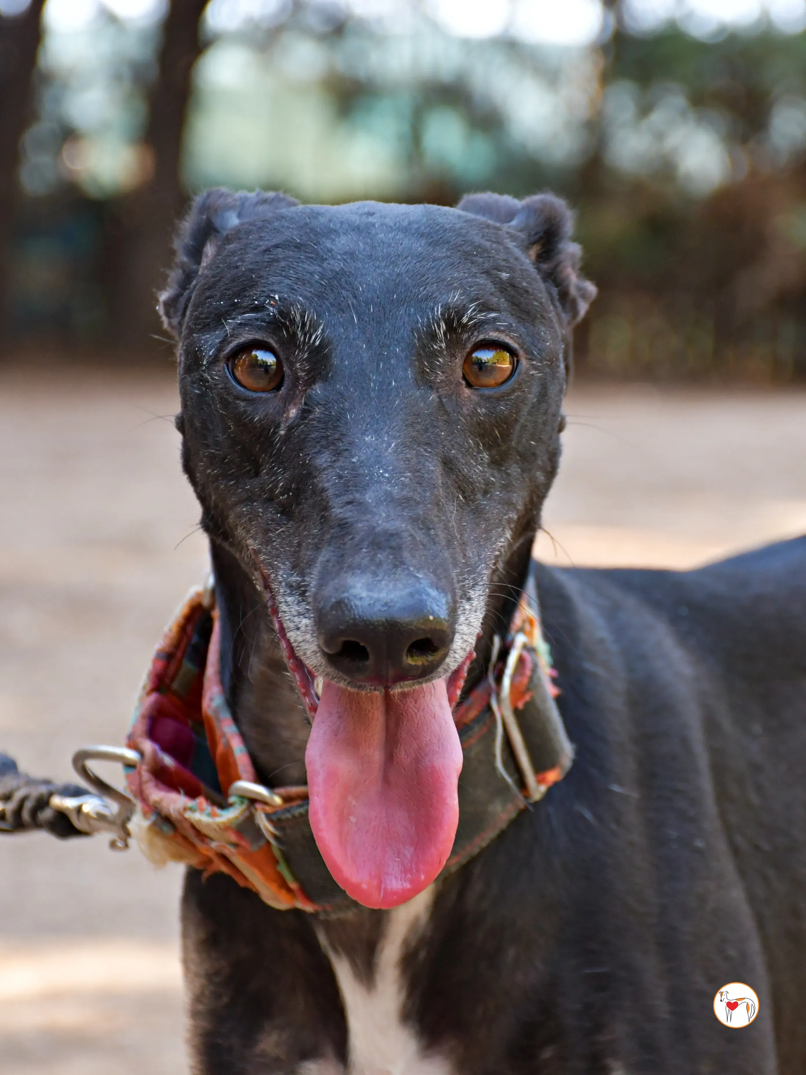 zumba galgo adozione 04