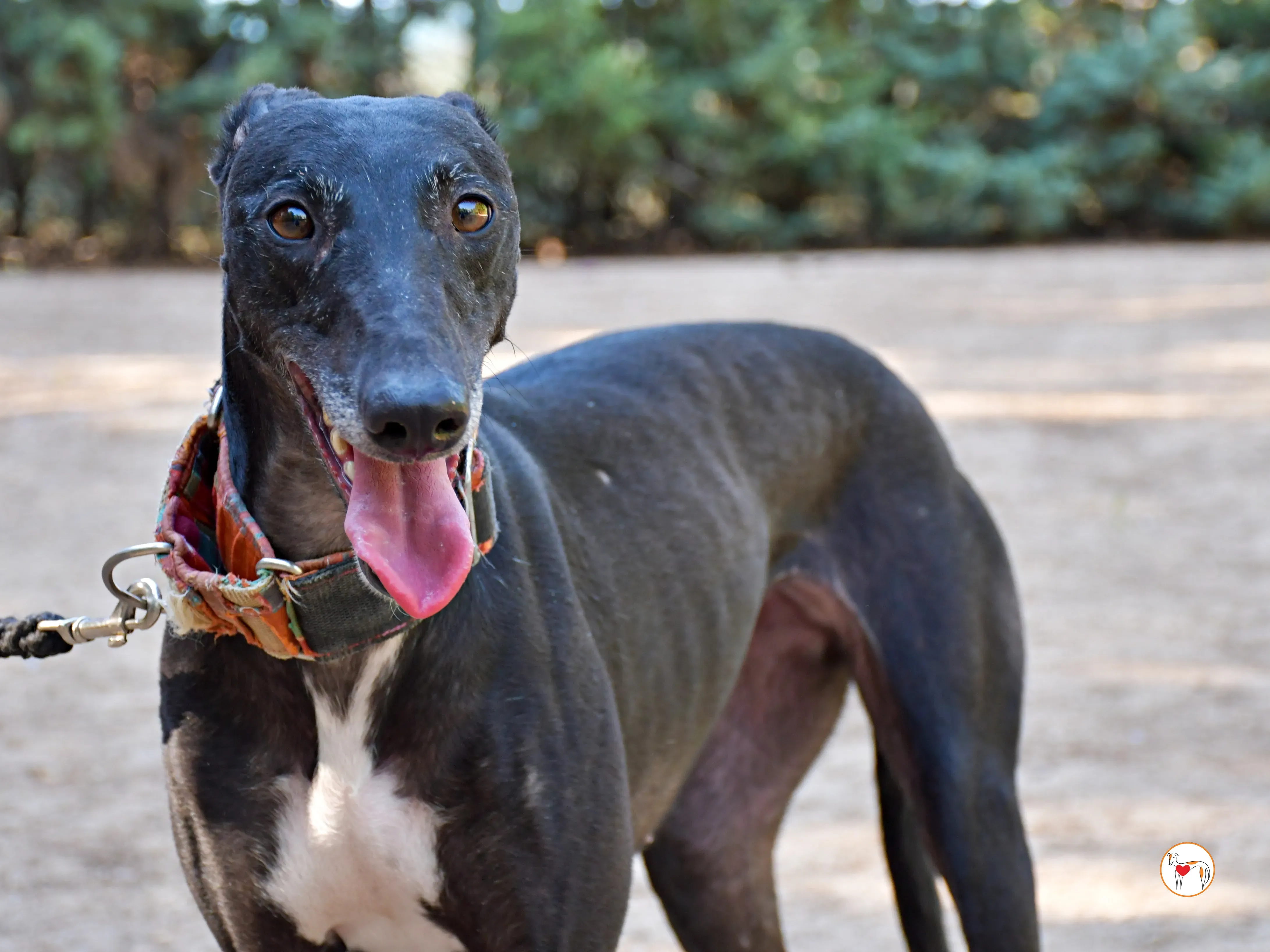 zumba galgo adozione 05