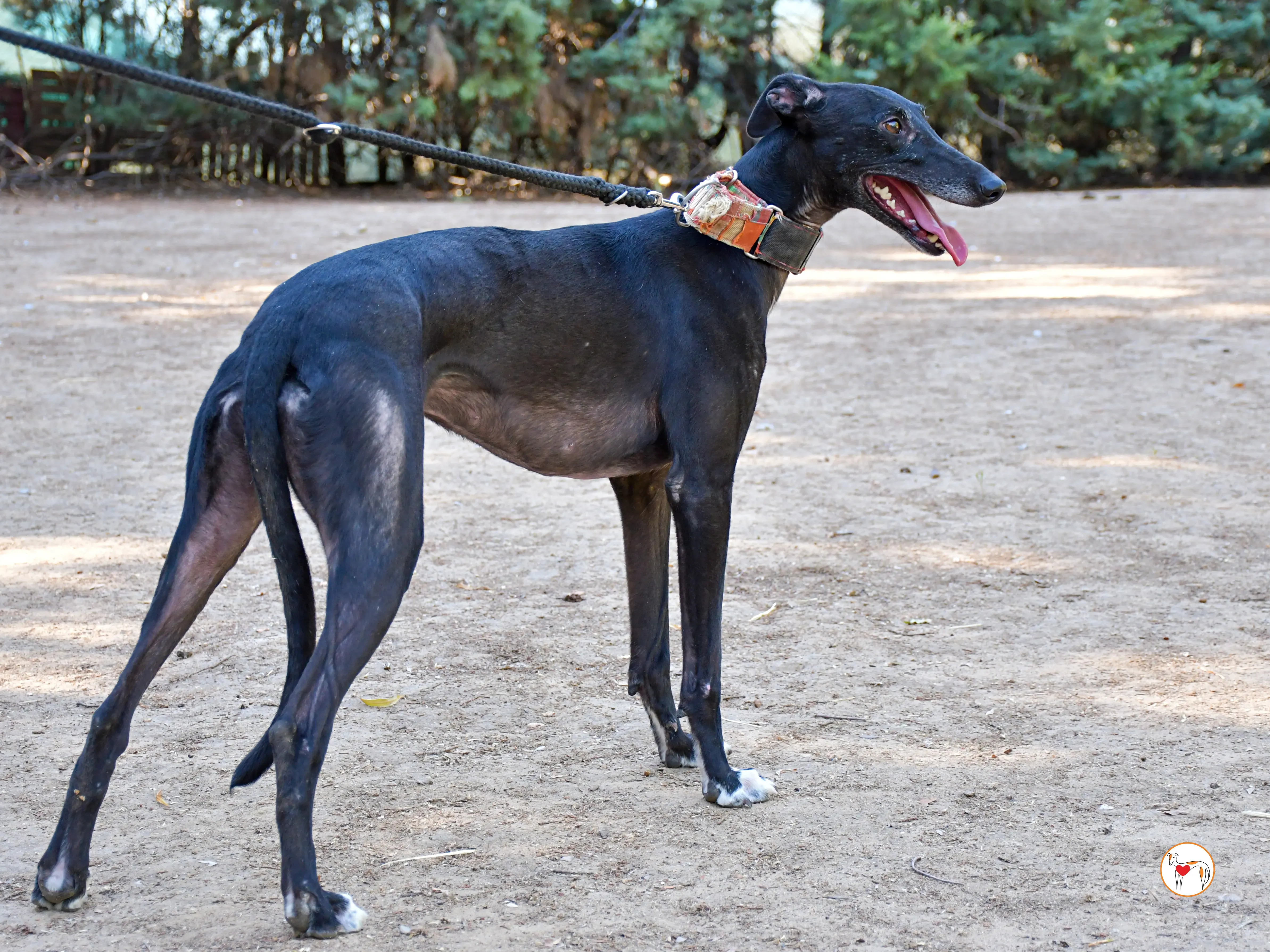 zumba galgo adozione 06