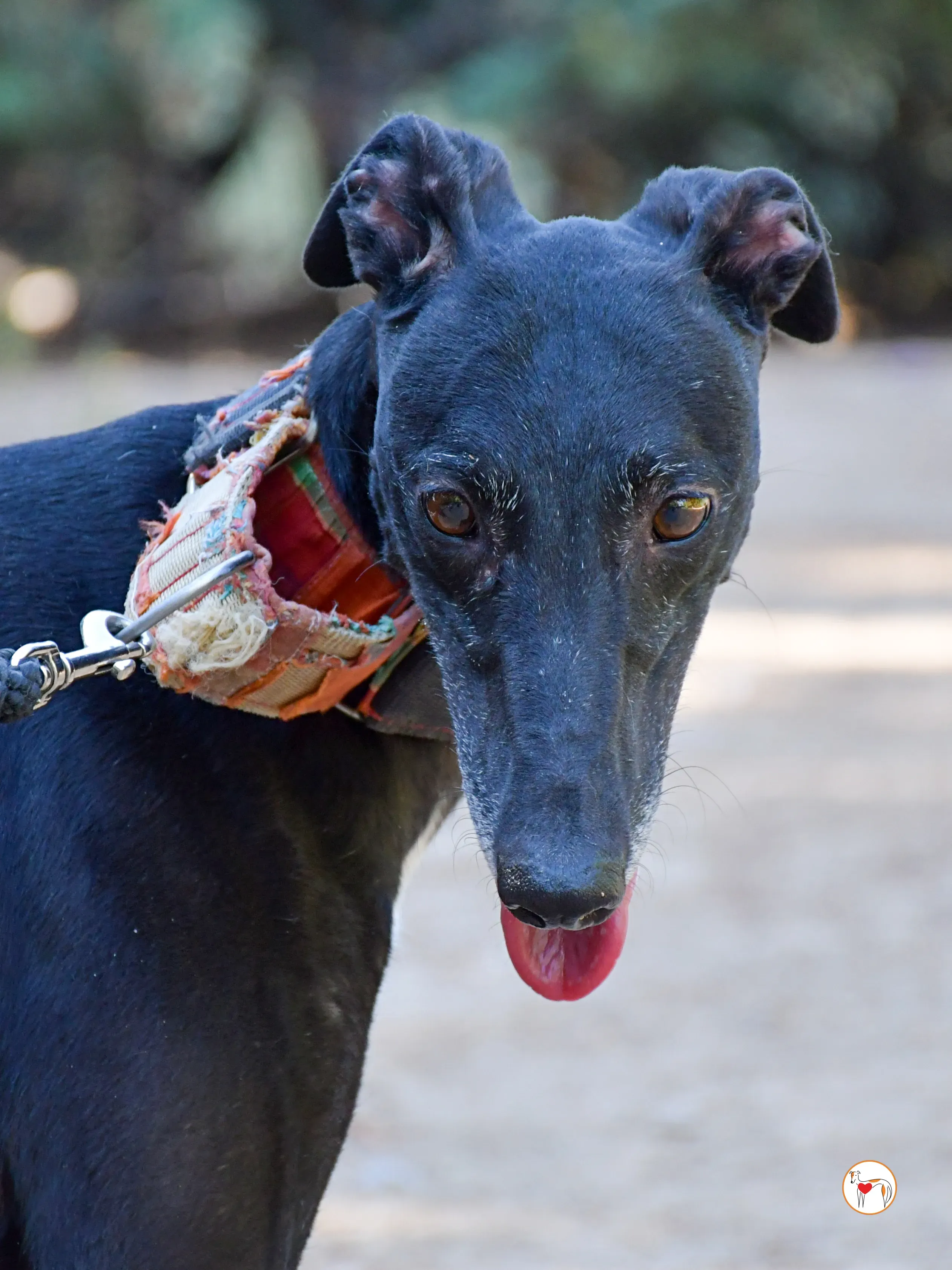 zumba galgo adozione 07