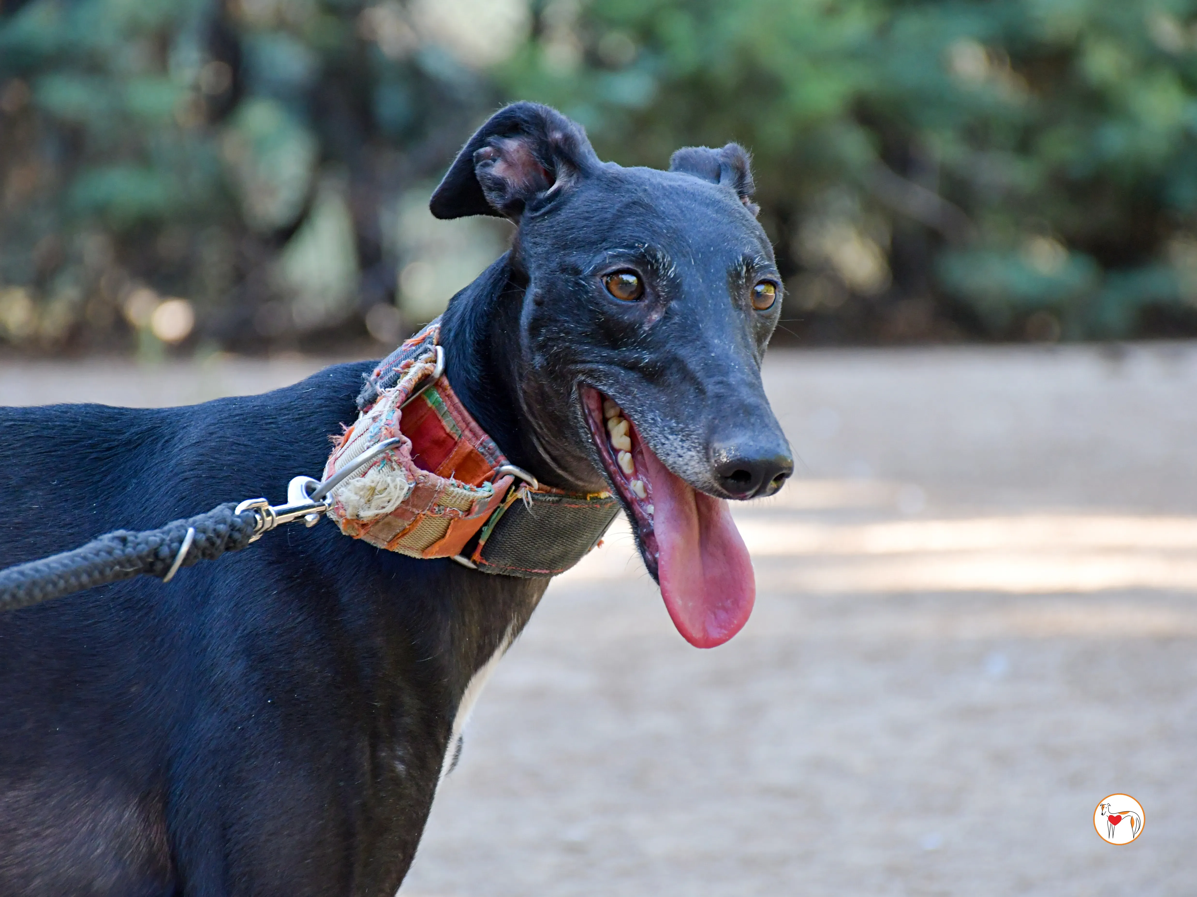 zumba galgo adozione 08