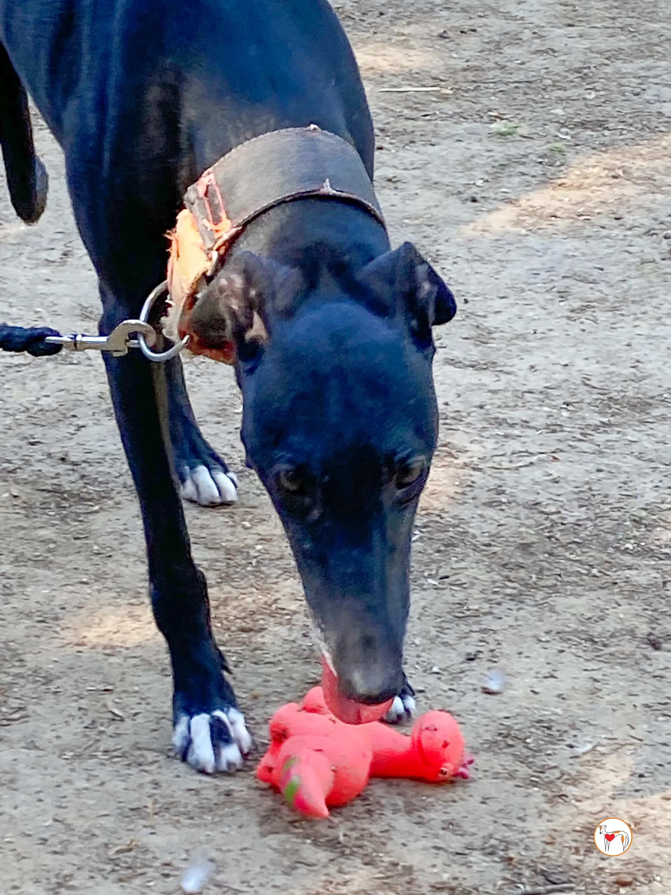 zumba galgo adozione 09