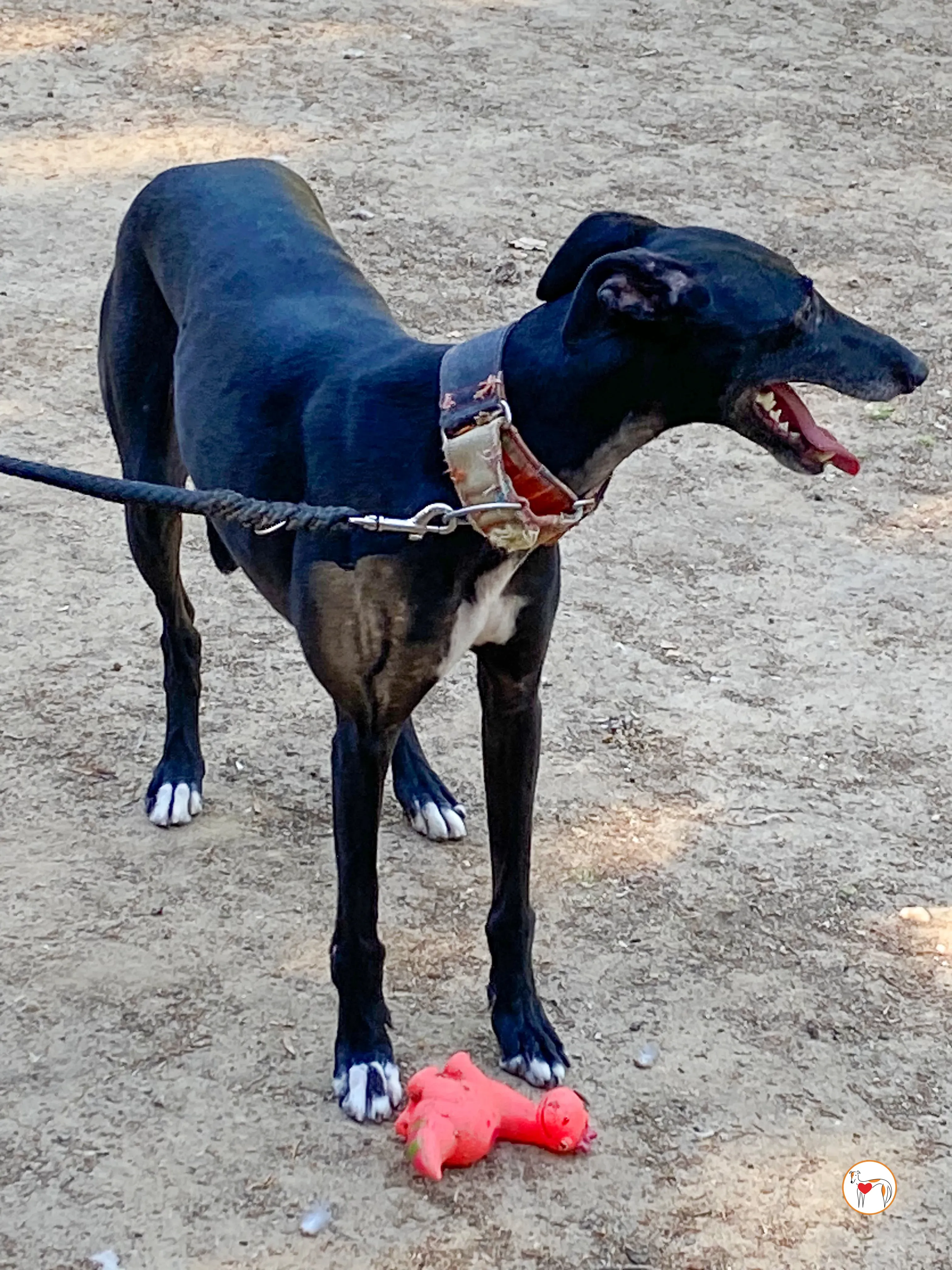 zumba galgo adozione 10