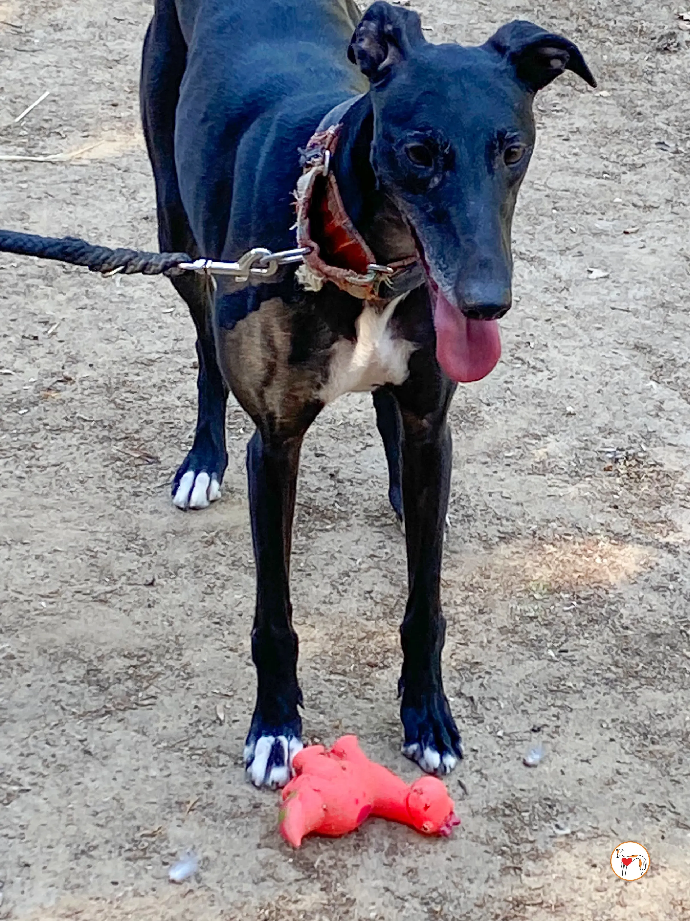 zumba galgo adozione 11